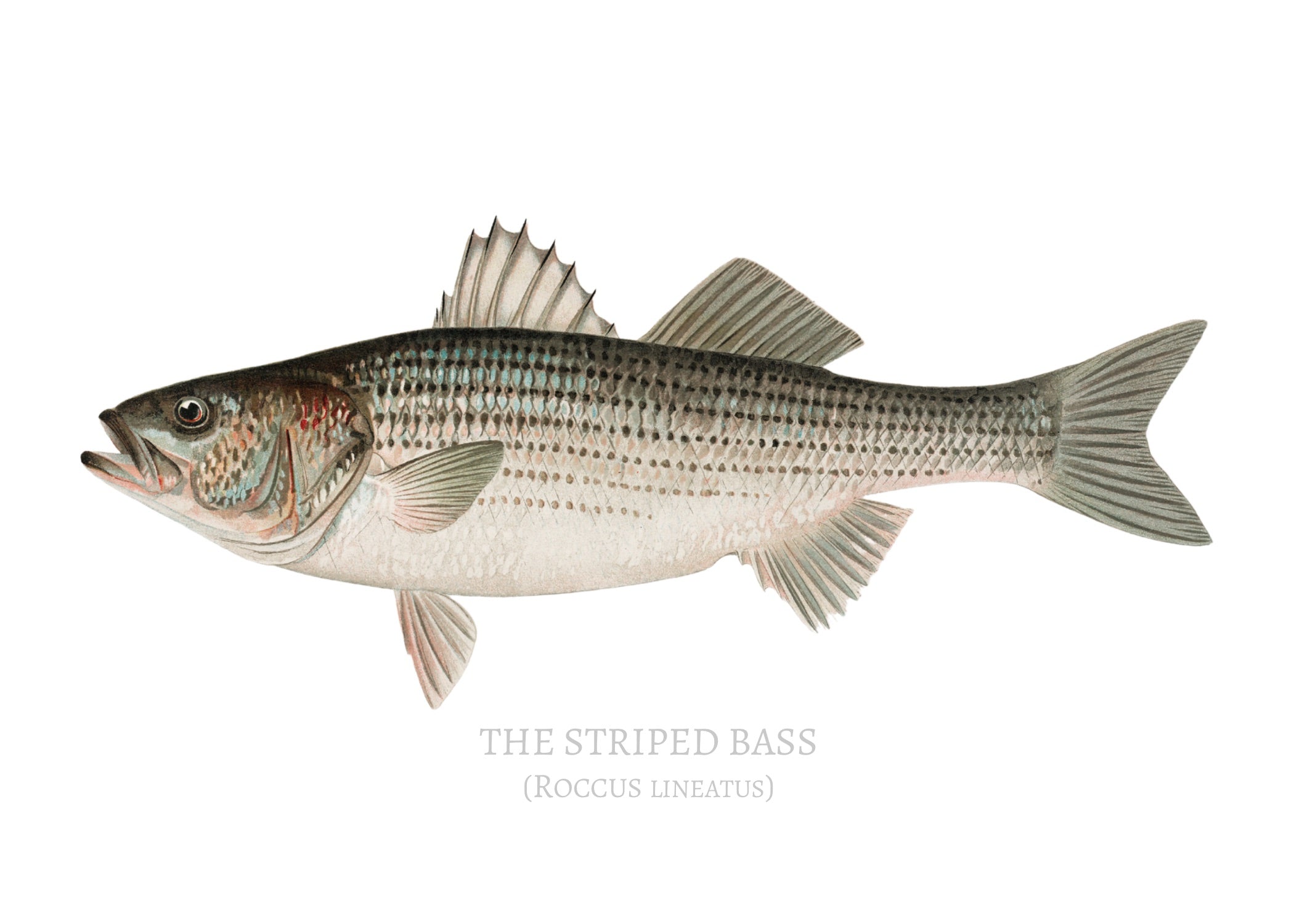 NORTH AMERICAN GAME FISH 4