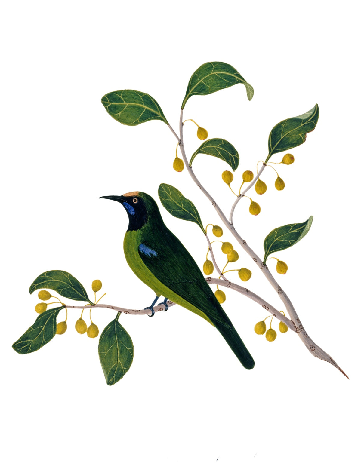BIRDS OF INDIA 11