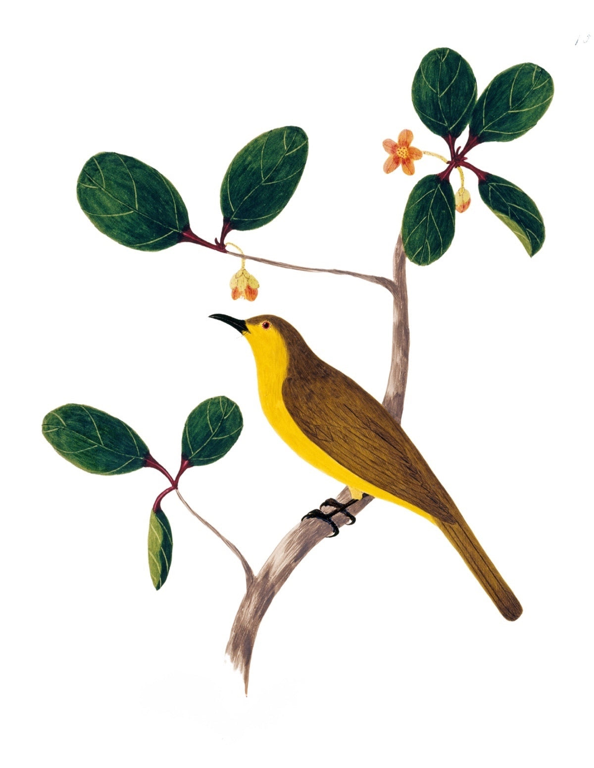 BIRDS OF INDIA 12