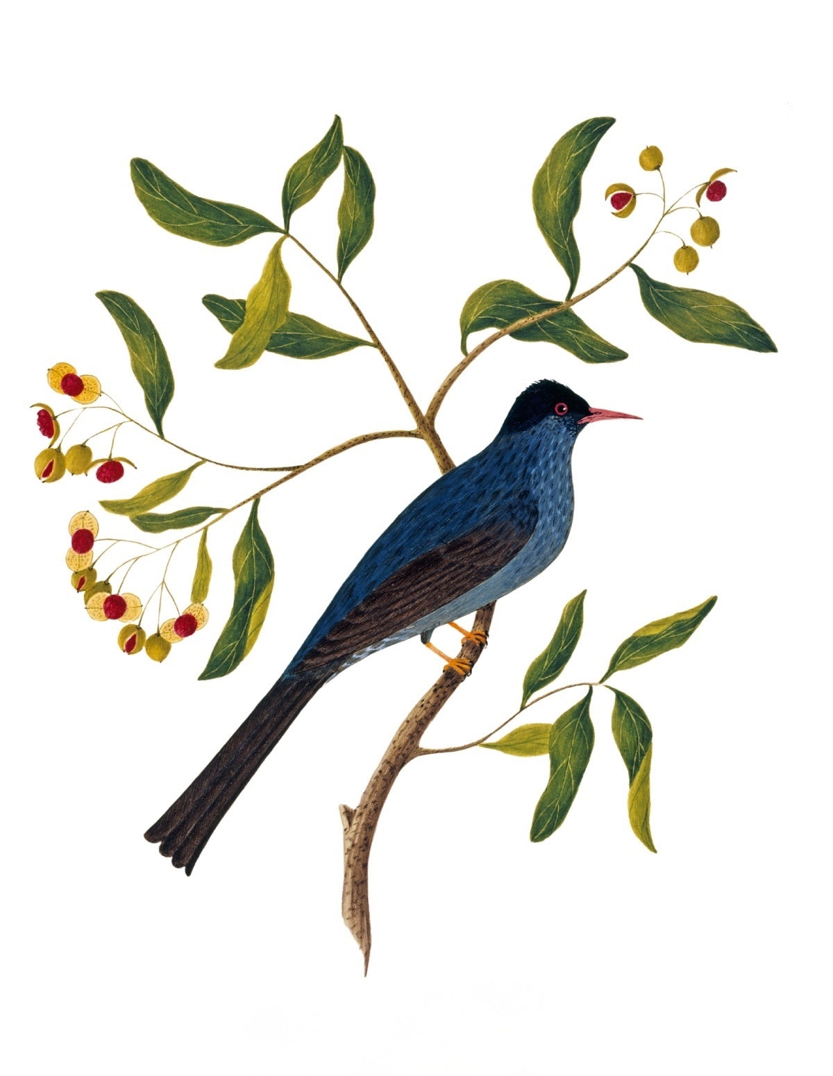 BIRDS OF INDIA 14