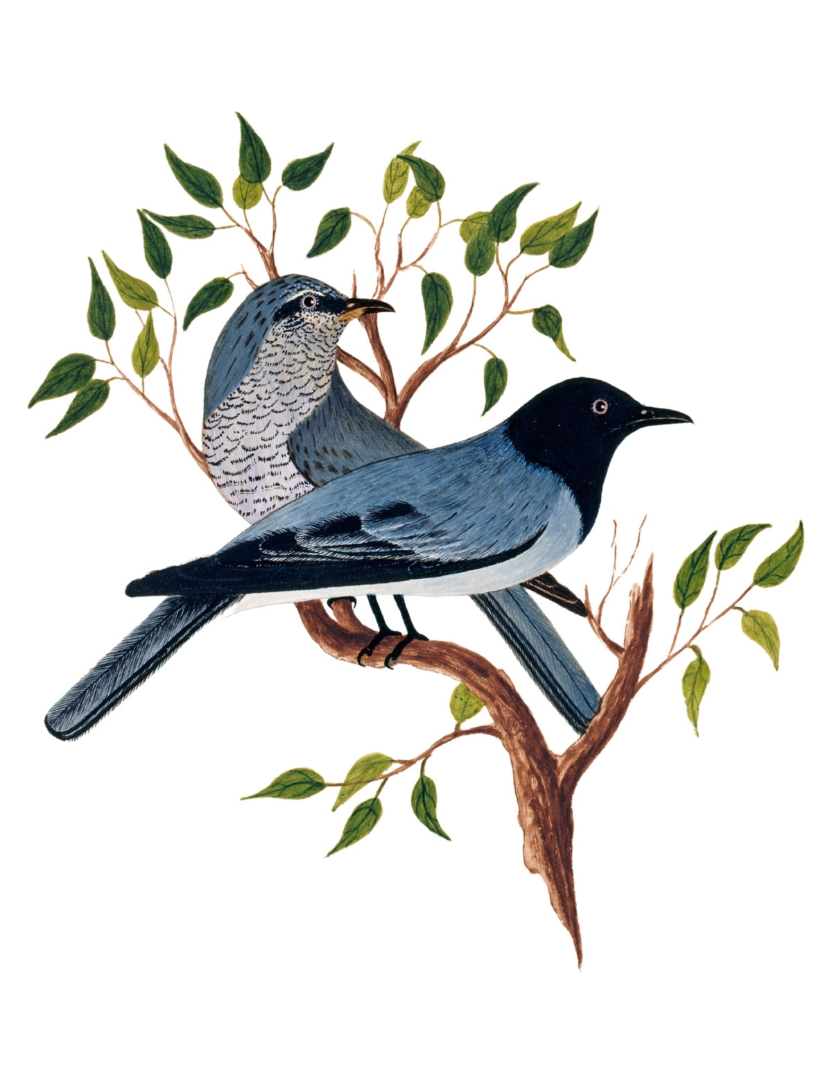 BIRDS OF INDIA 17