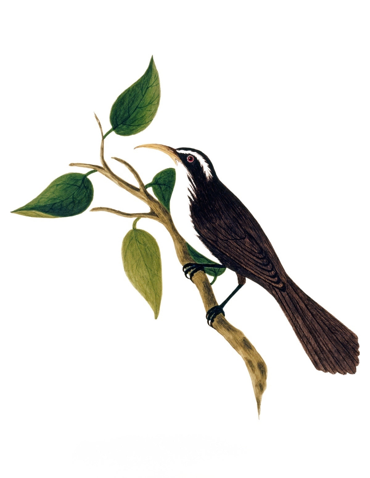 BIRDS OF INDIA 18