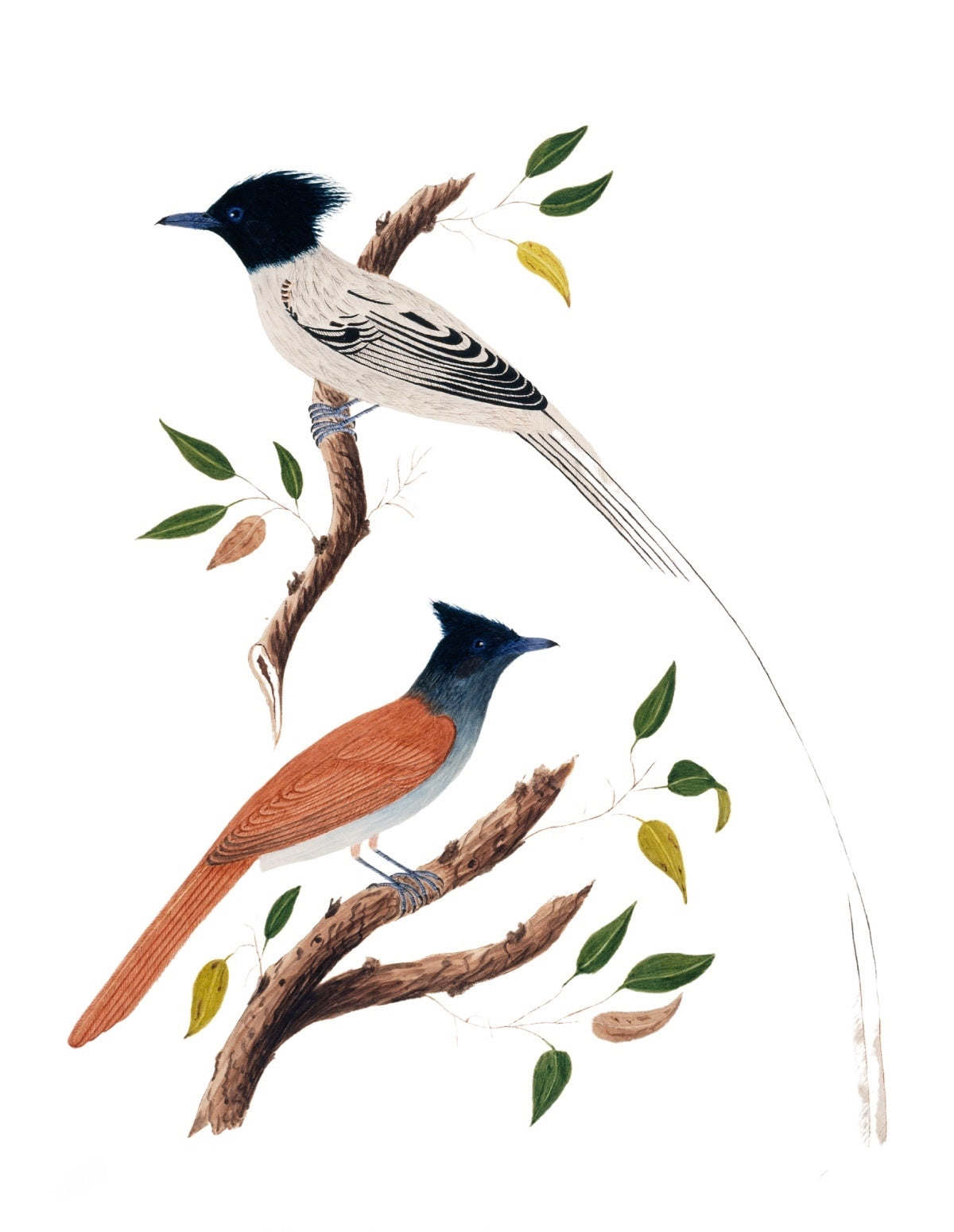 BIRDS OF INDIA 20
