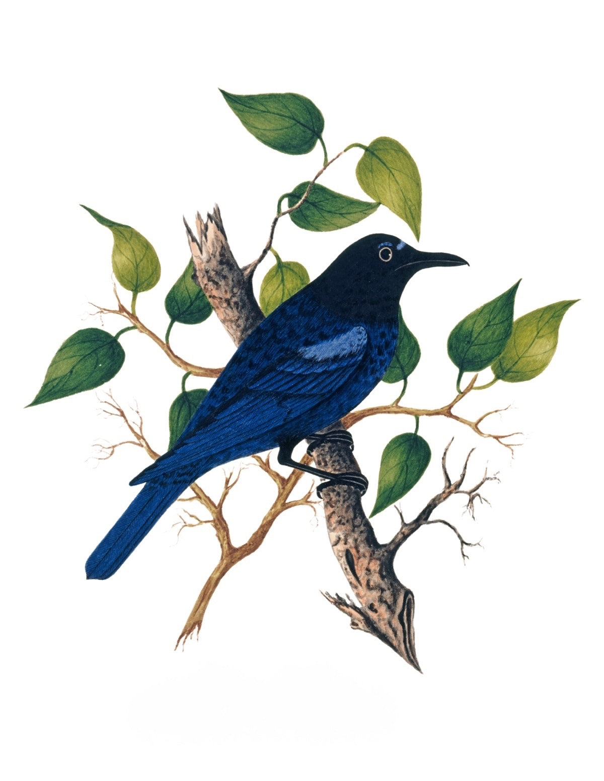 BIRDS OF INDIA 21