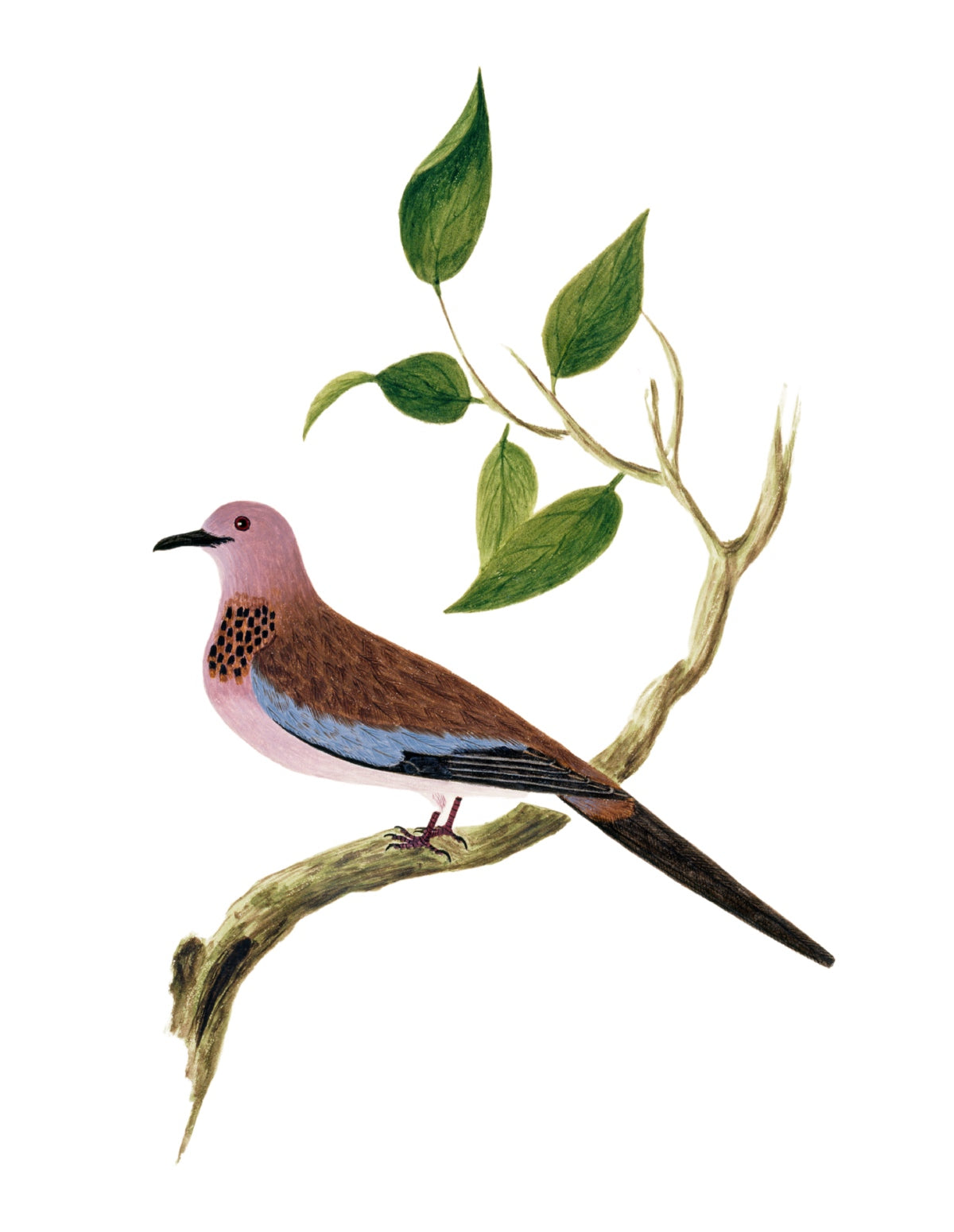 BIRDS OF INDIA 25