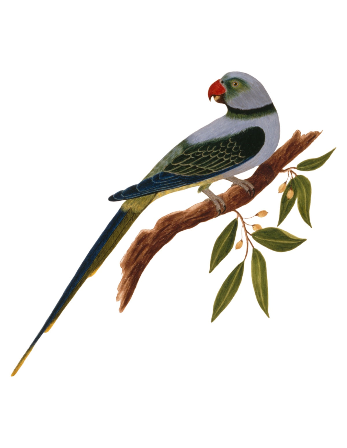 BIRDS OF INDIA 26