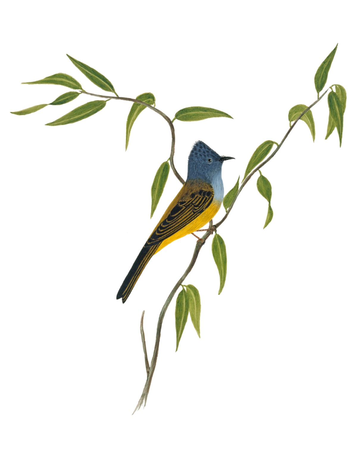 BIRDS OF INDIA 27