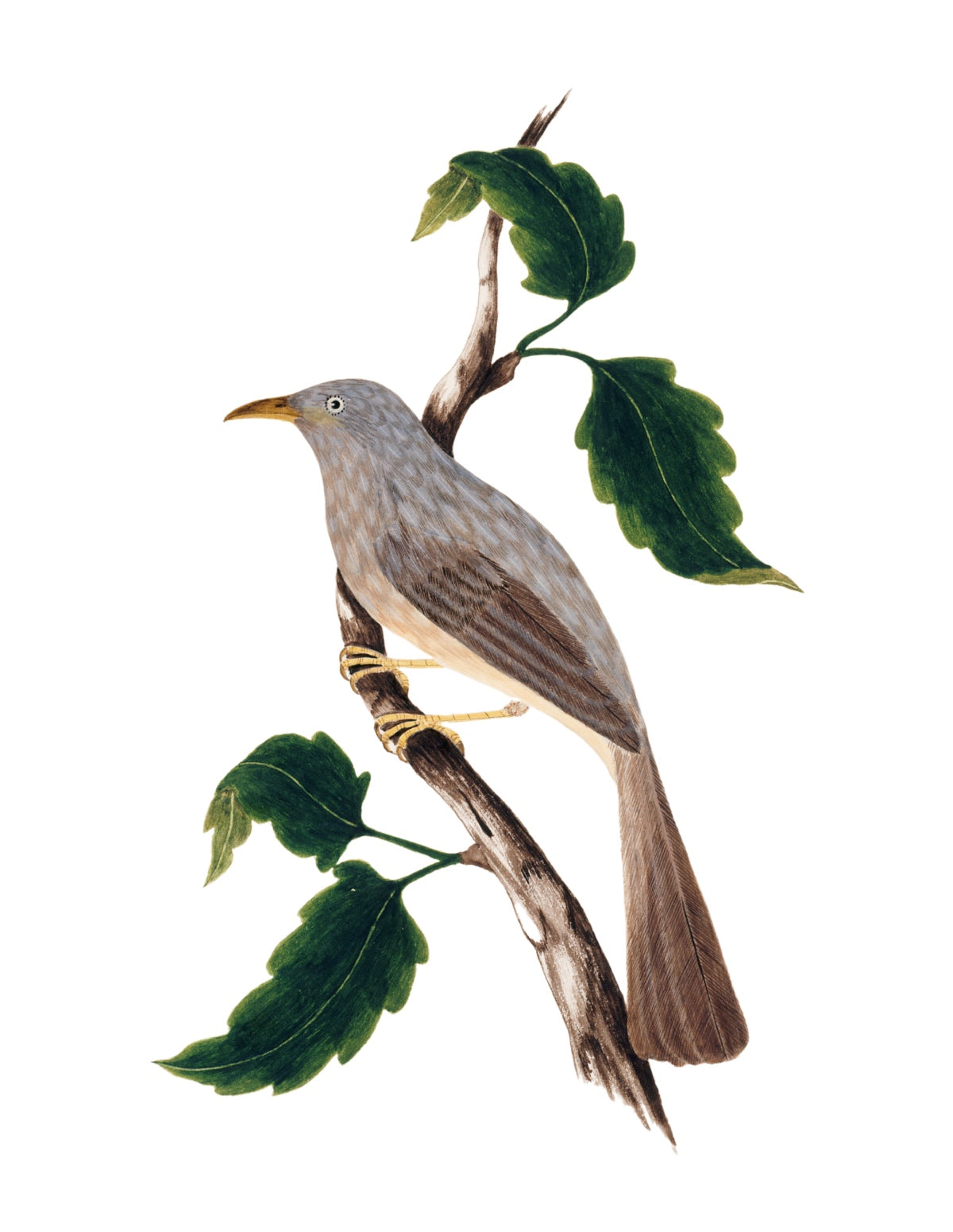 BIRDS OF INDIA 28