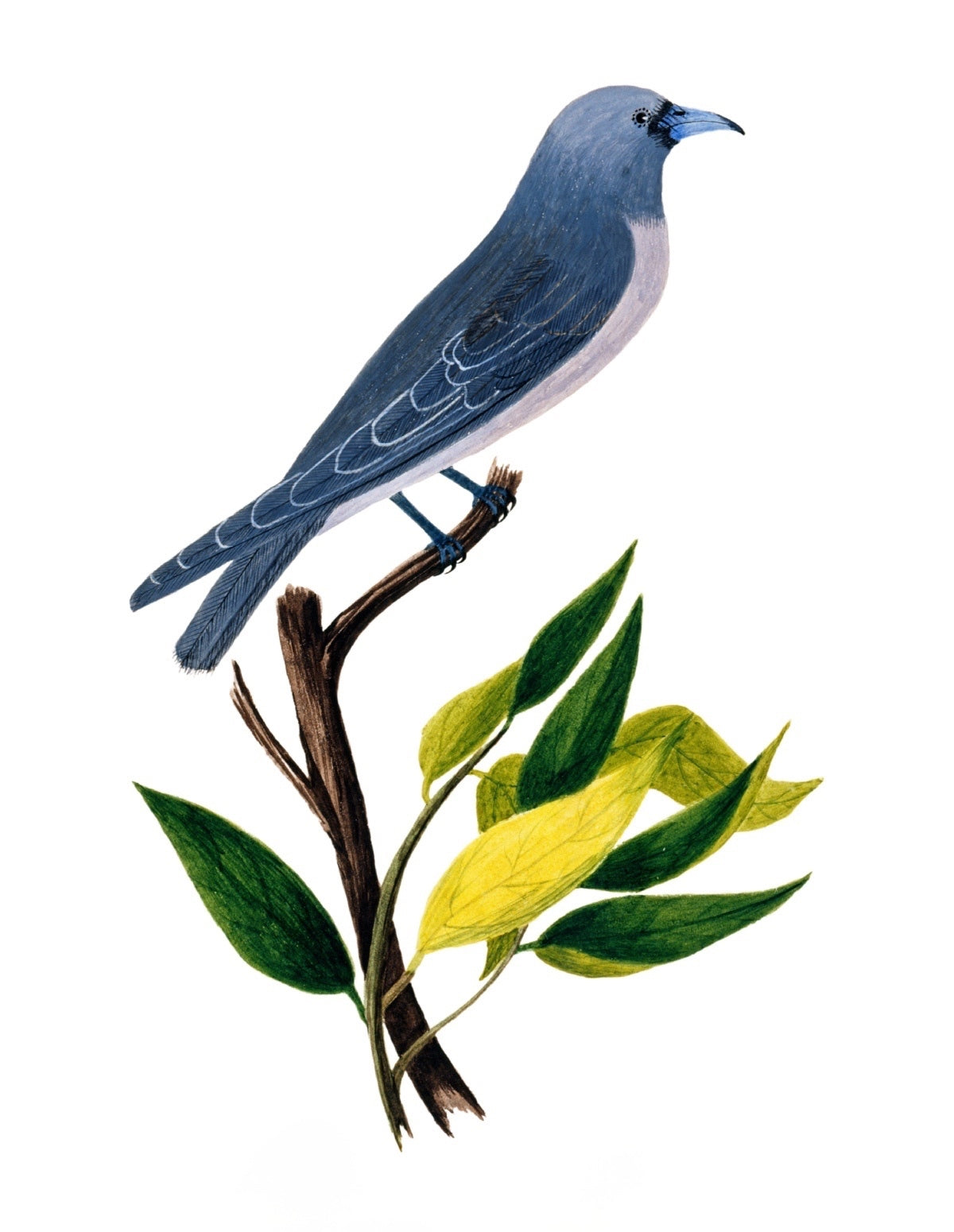BIRDS OF INDIA 5