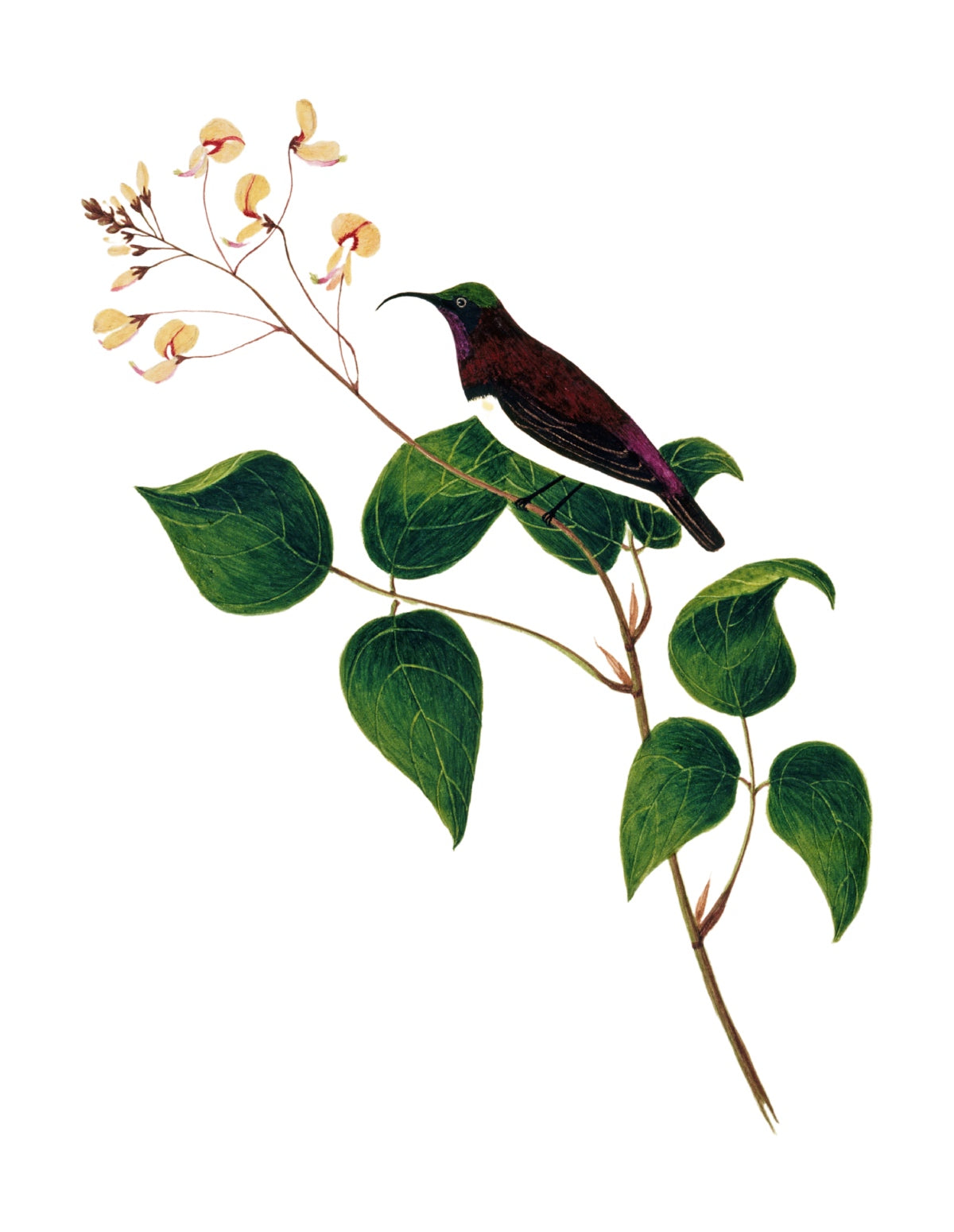 BIRDS OF INDIA 6