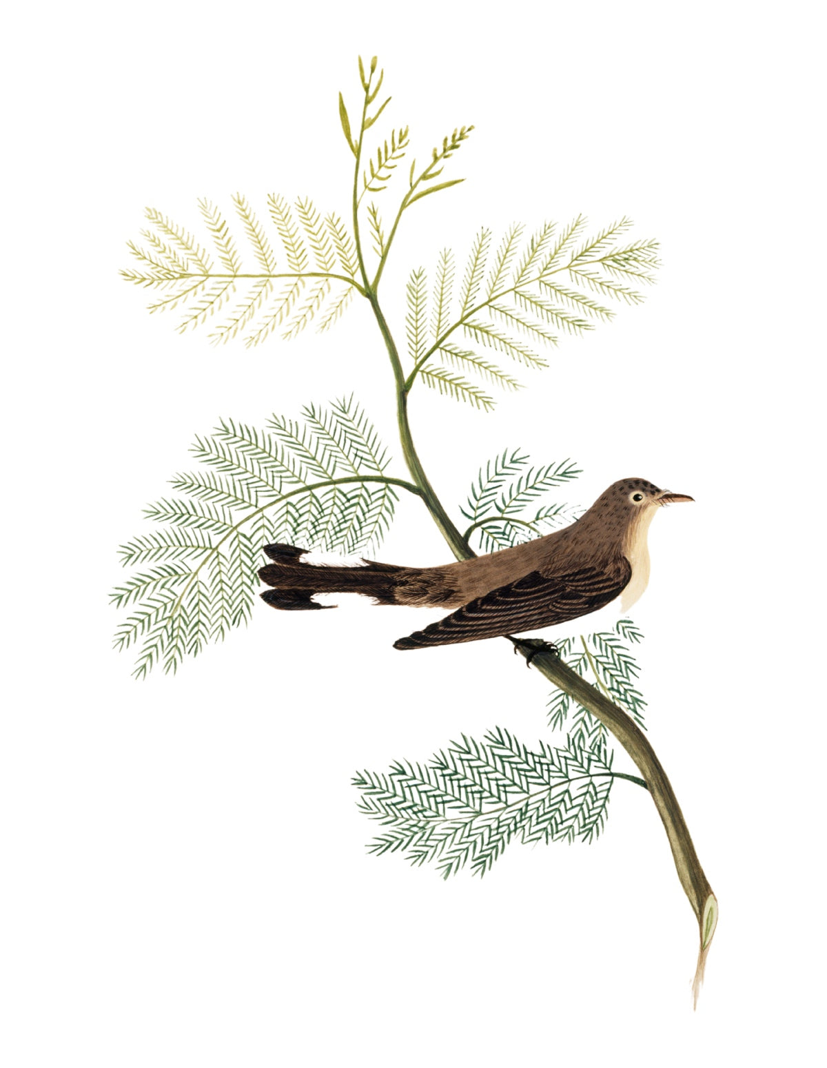 BIRDS OF INDIA 9