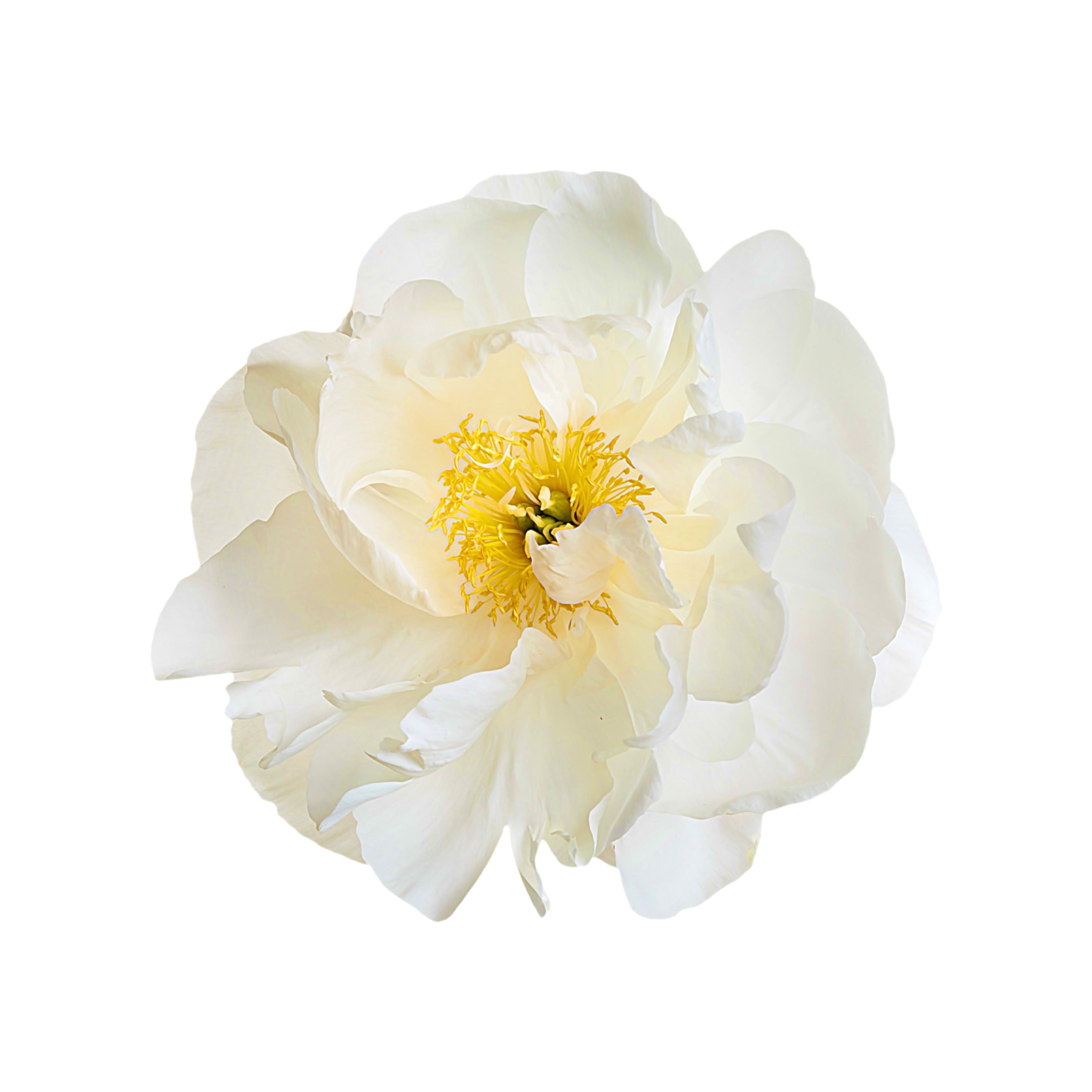 PEONY 1