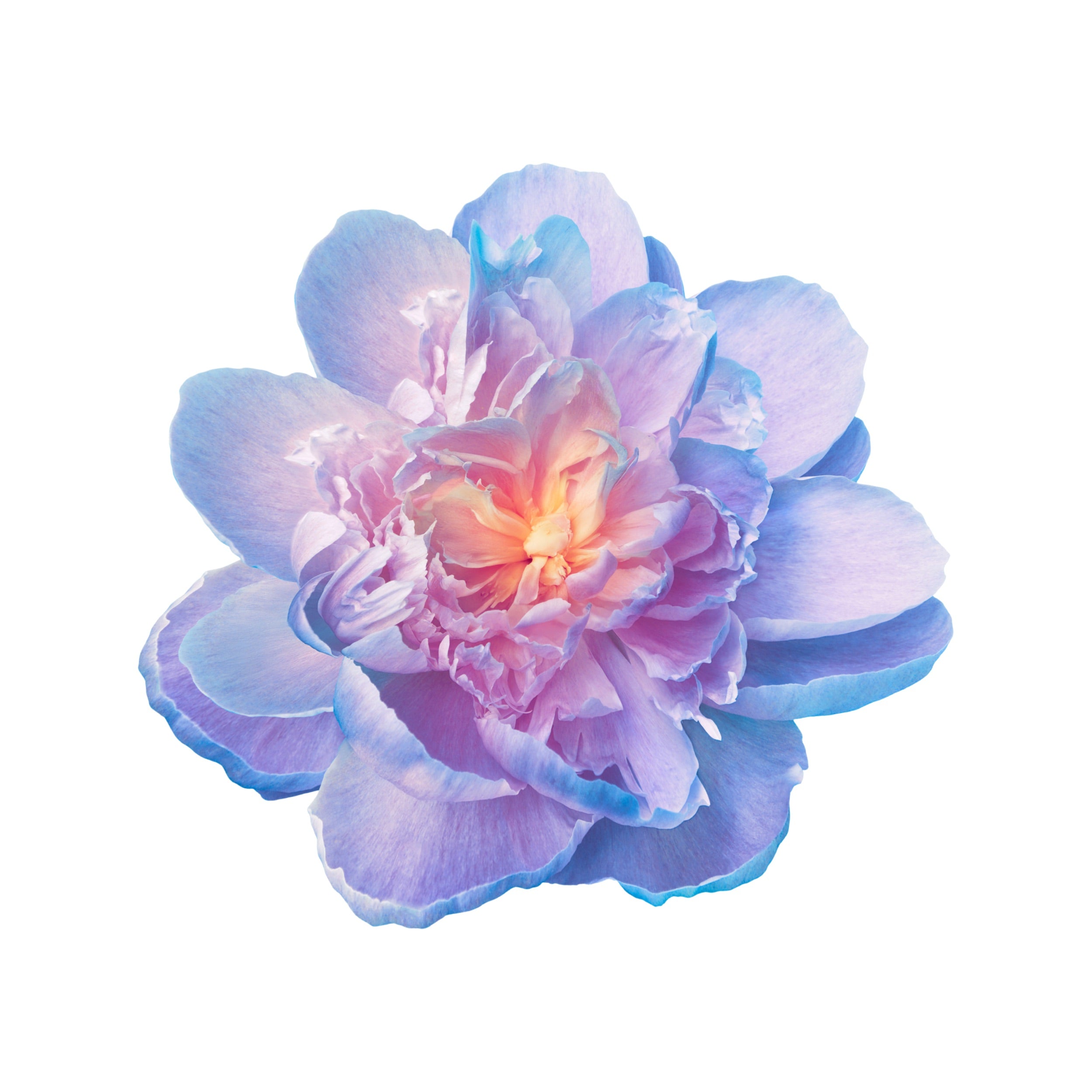 PEONY 5