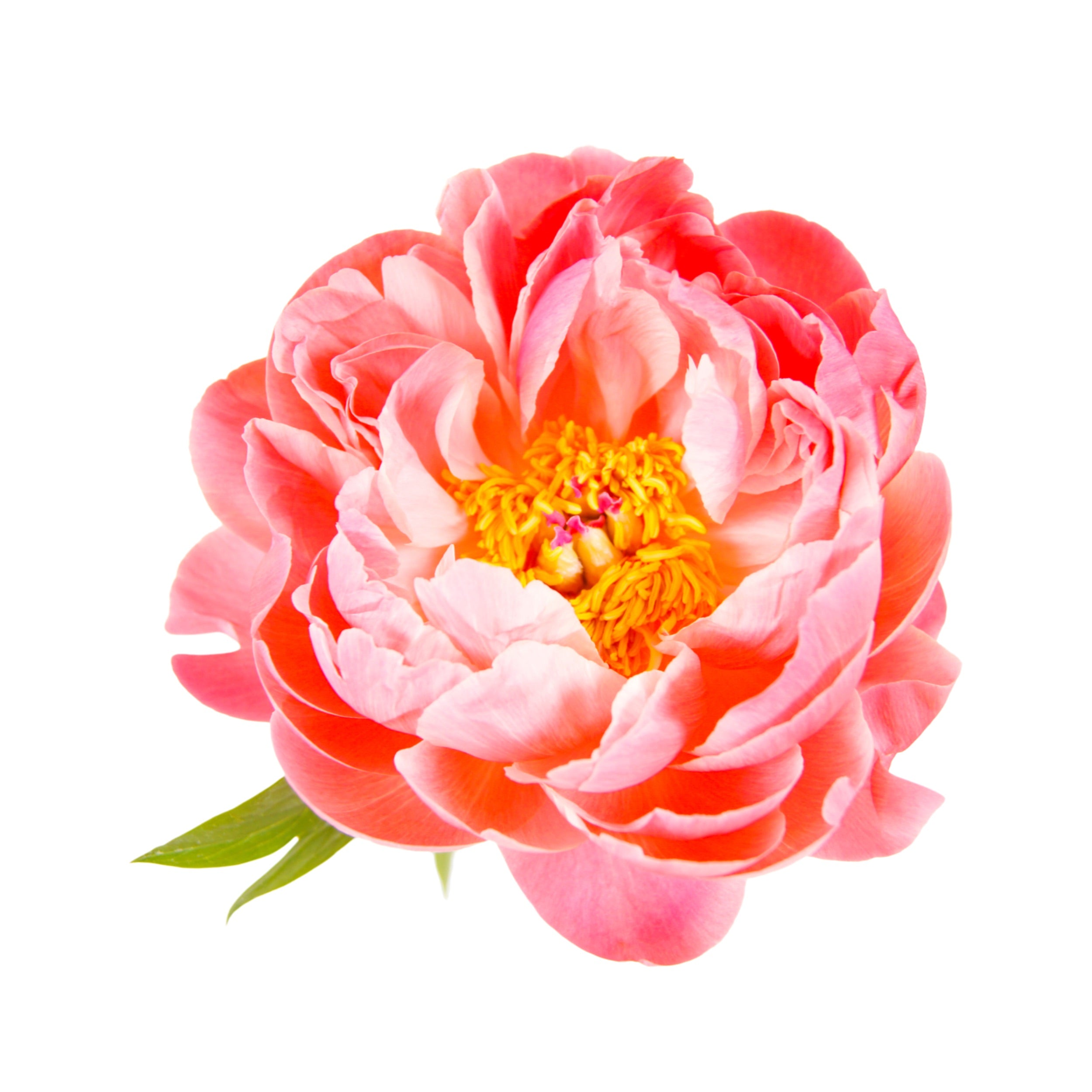 PEONY 8