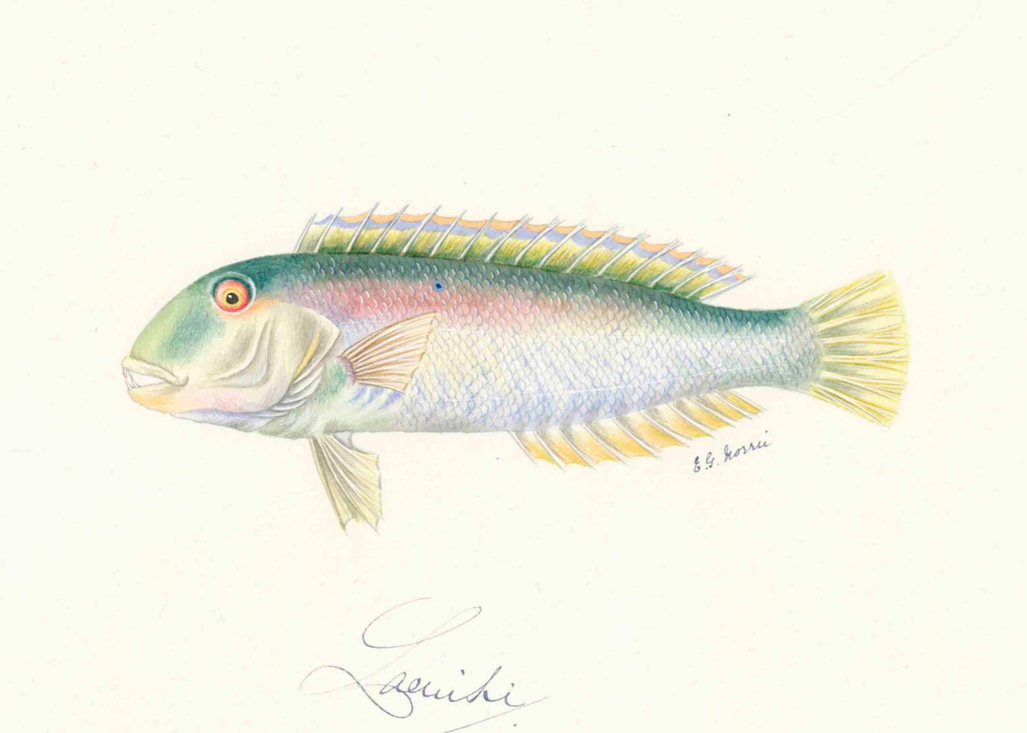 POLYNESIAN FISH 11