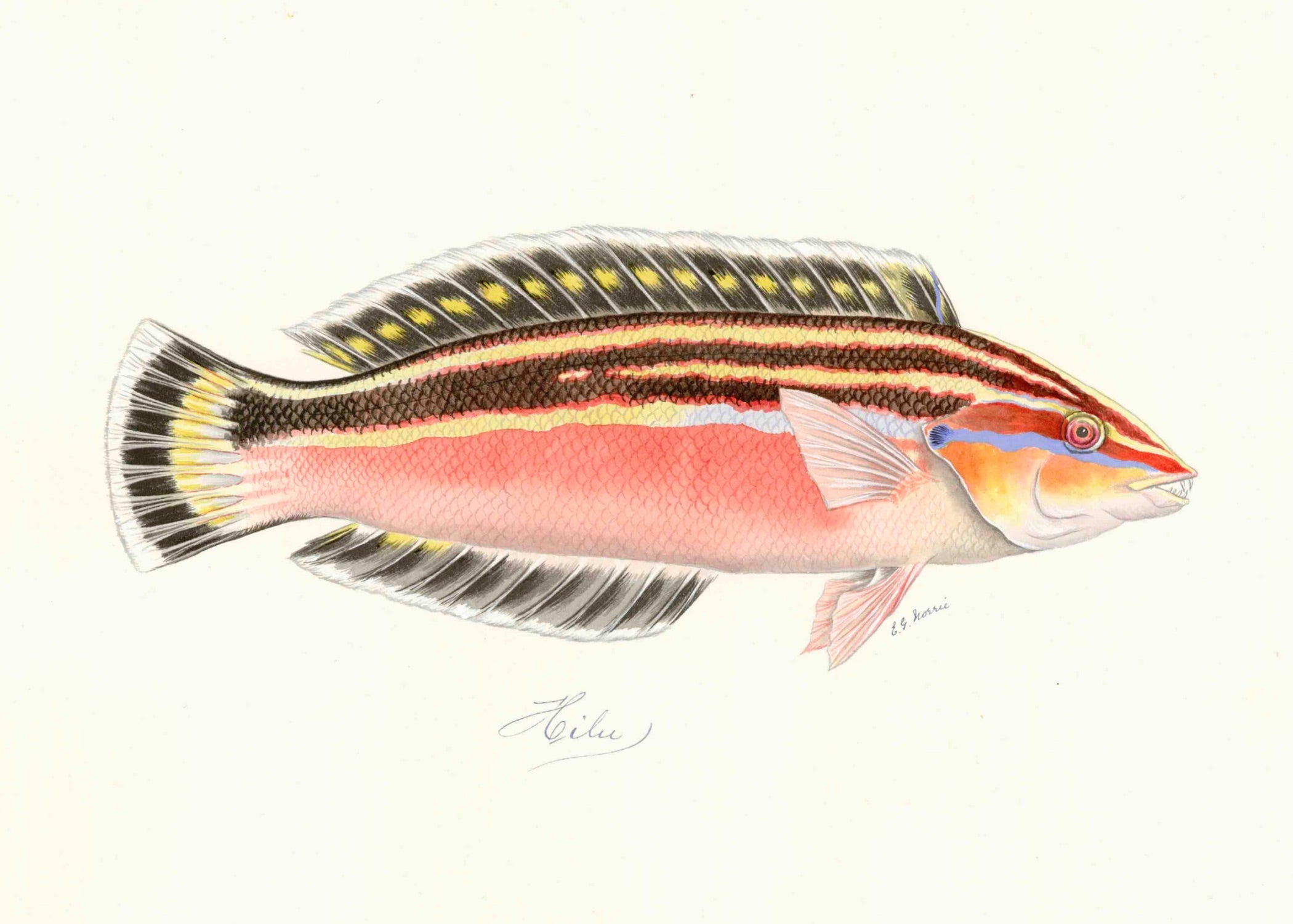 POLYNESIAN FISH 12