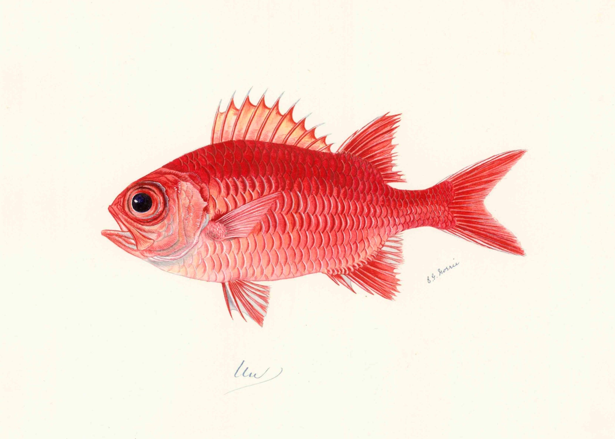 POLYNESIAN FISH 13