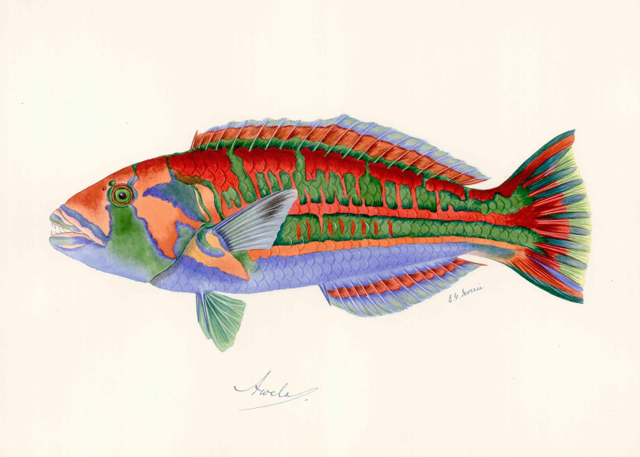 POLYNESIAN FISH 2