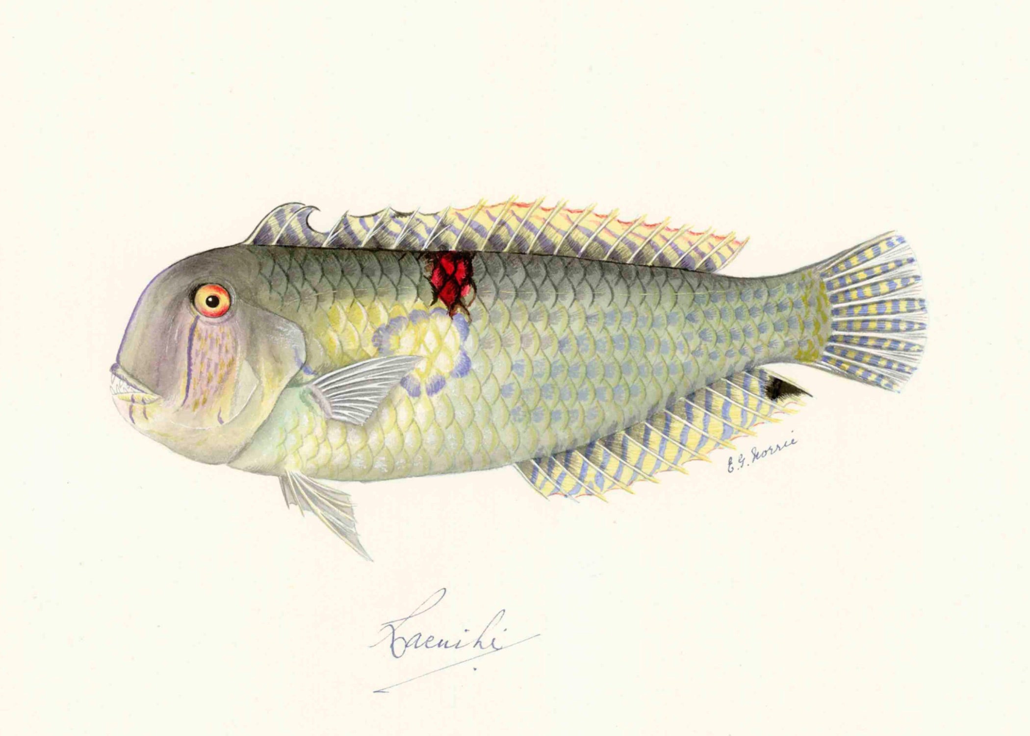 POLYNESIAN FISH 22