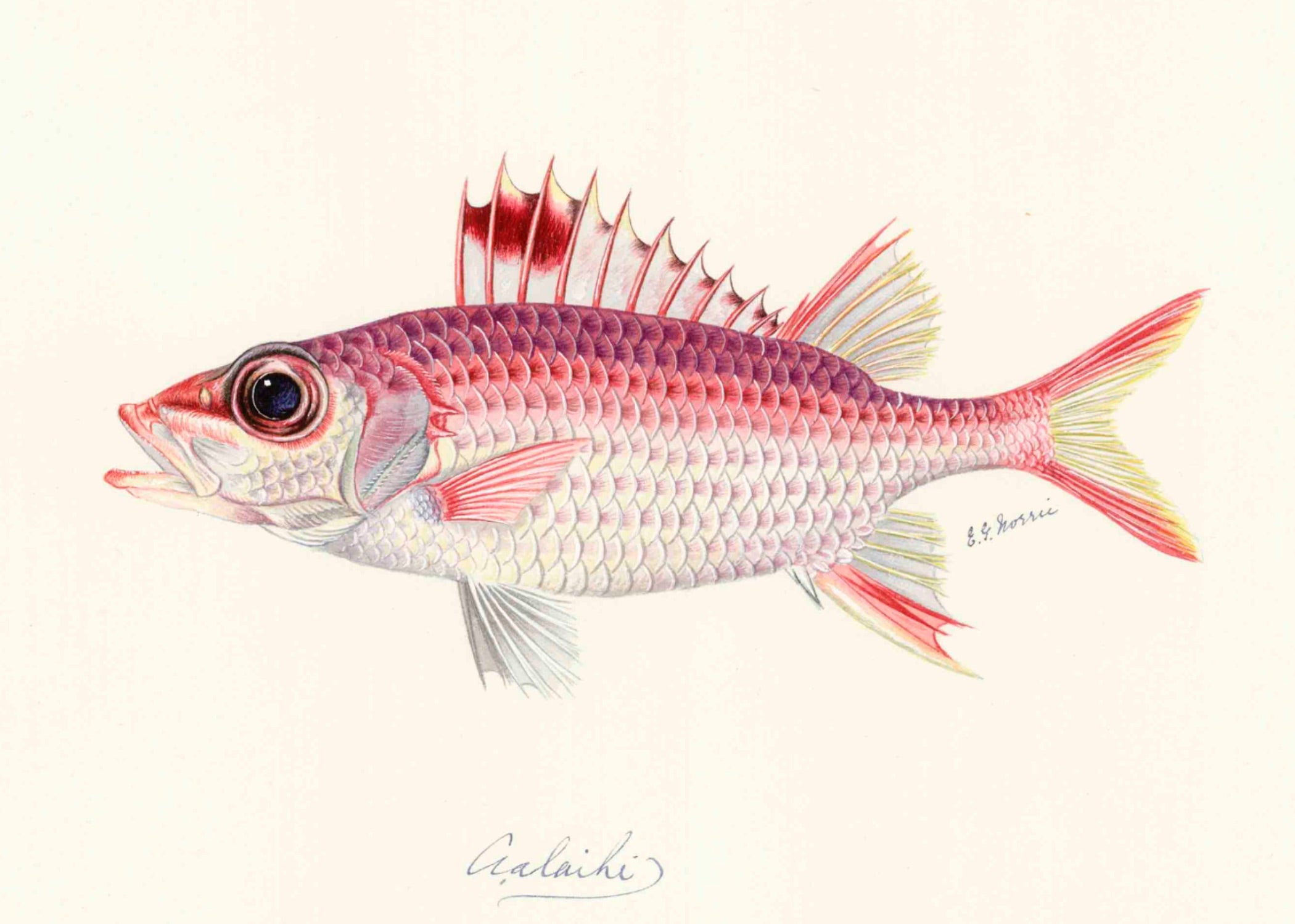 POLYNESIAN FISH 25
