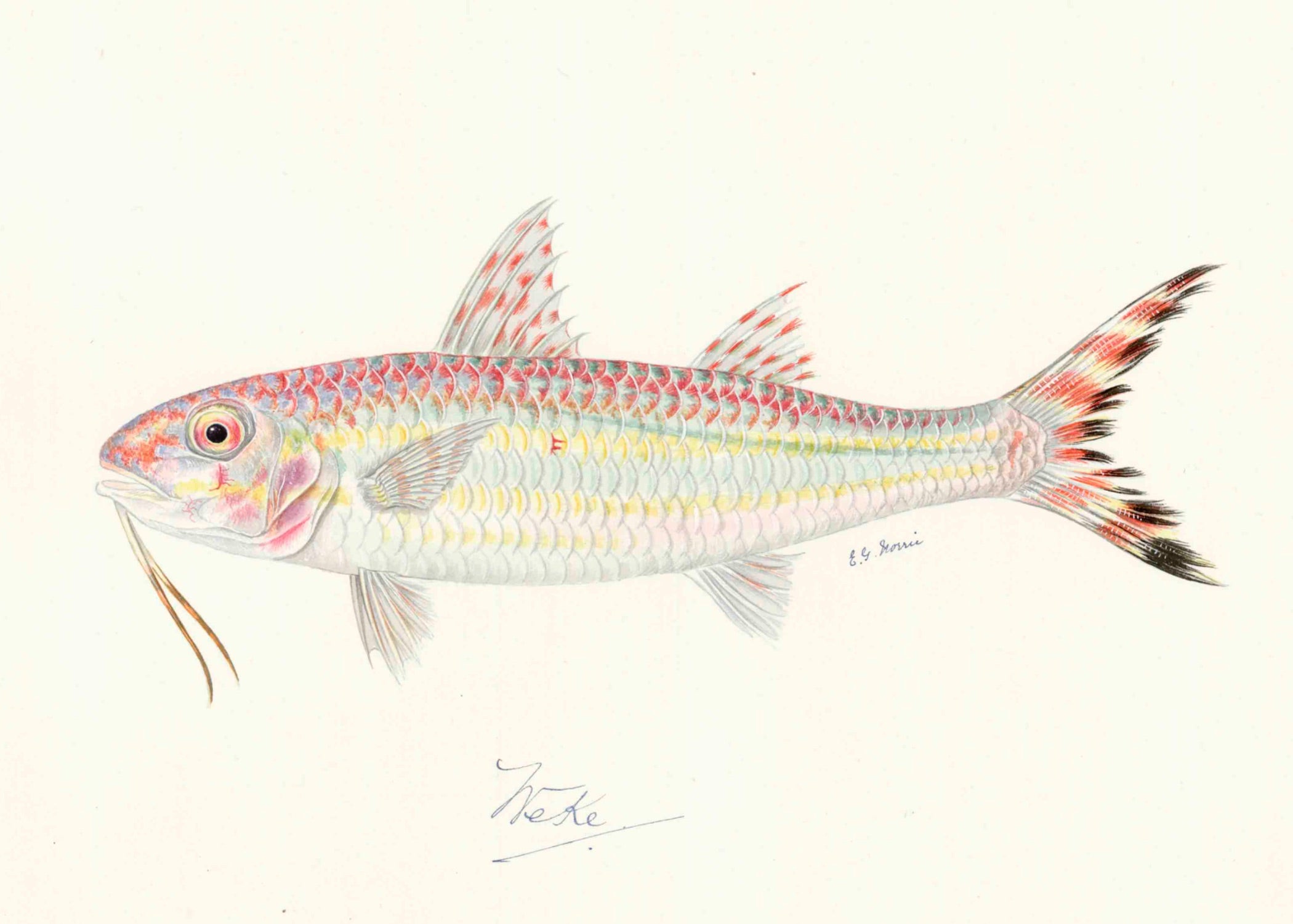 POLYNESIAN FISH 26
