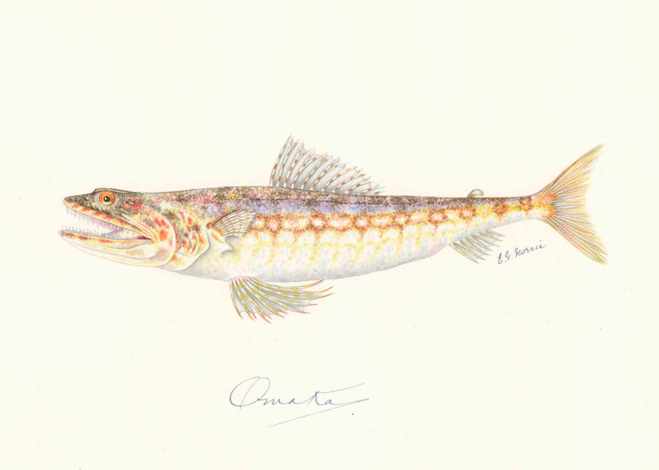 POLYNESIAN FISH 28