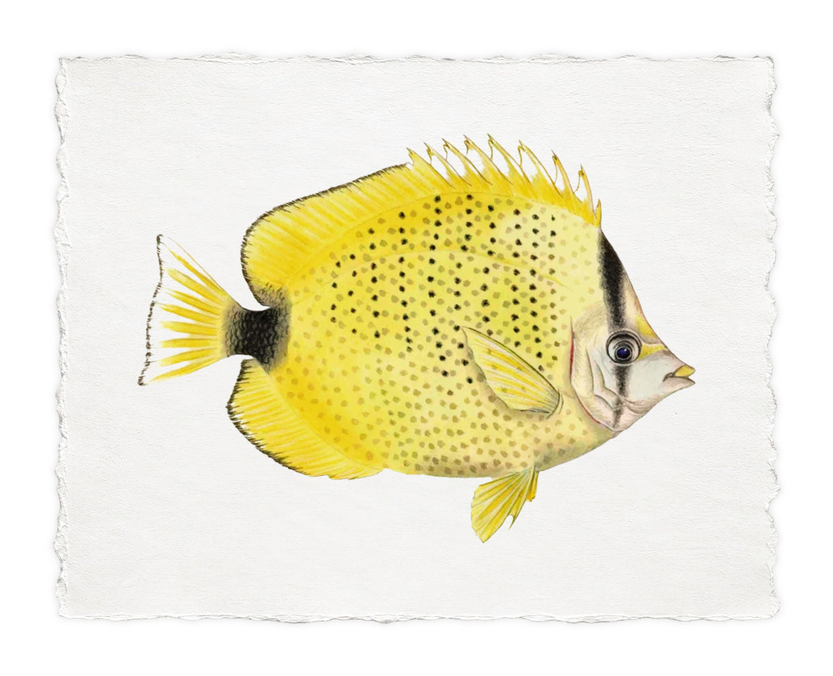 POLYNESIAN FISH 2