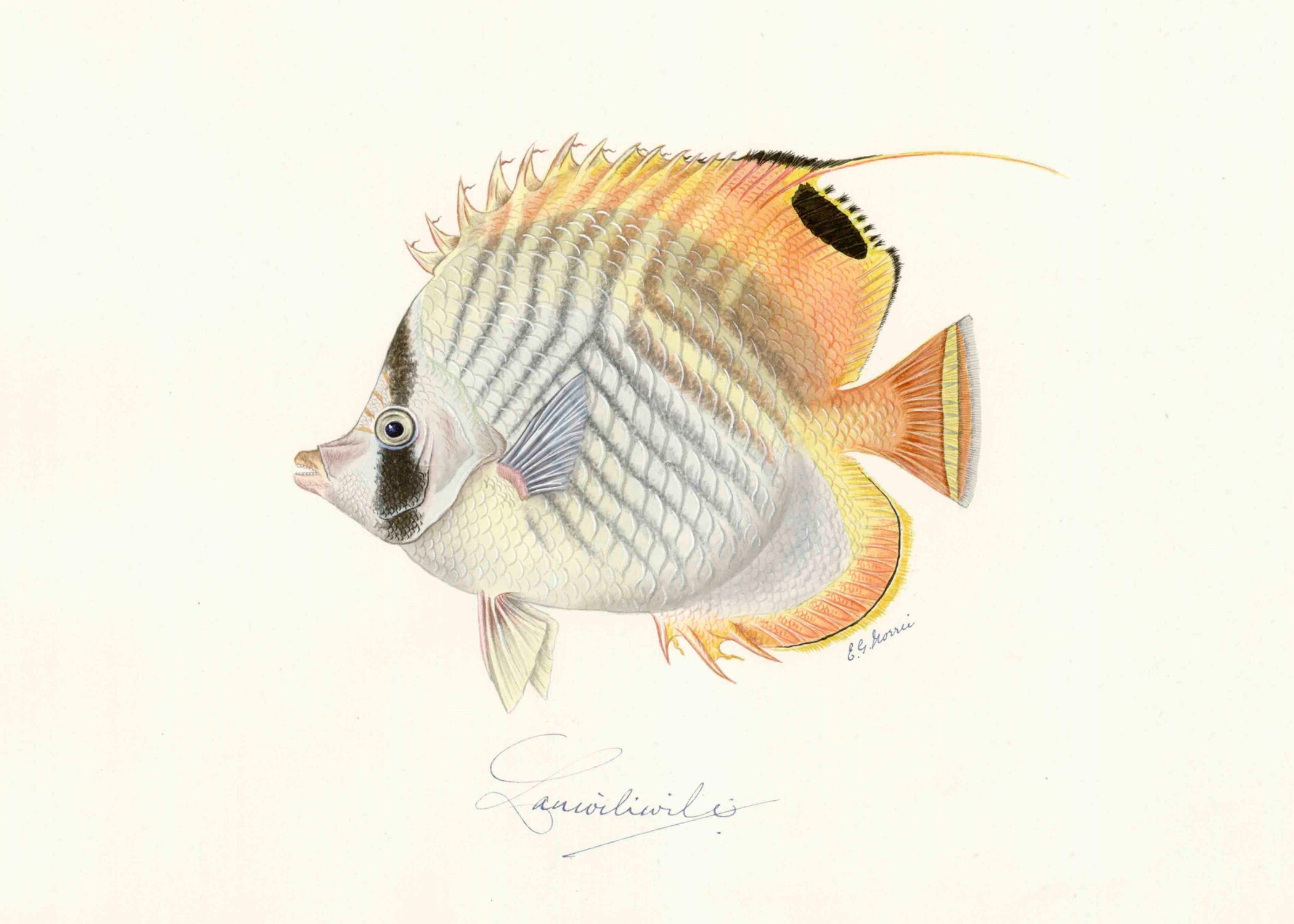 POLYNESIAN FISH 3