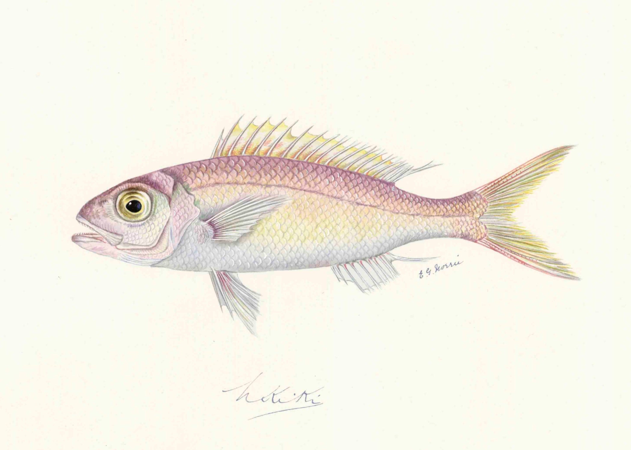 POLYNESIAN FISH 31