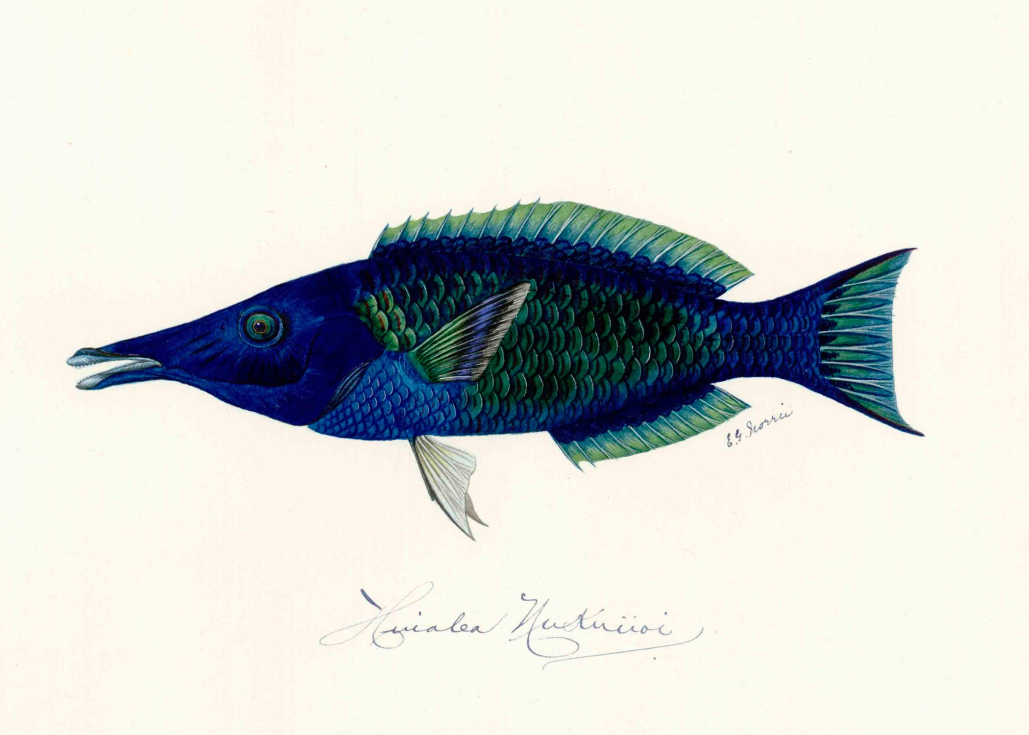 POLYNESIAN FISH 32