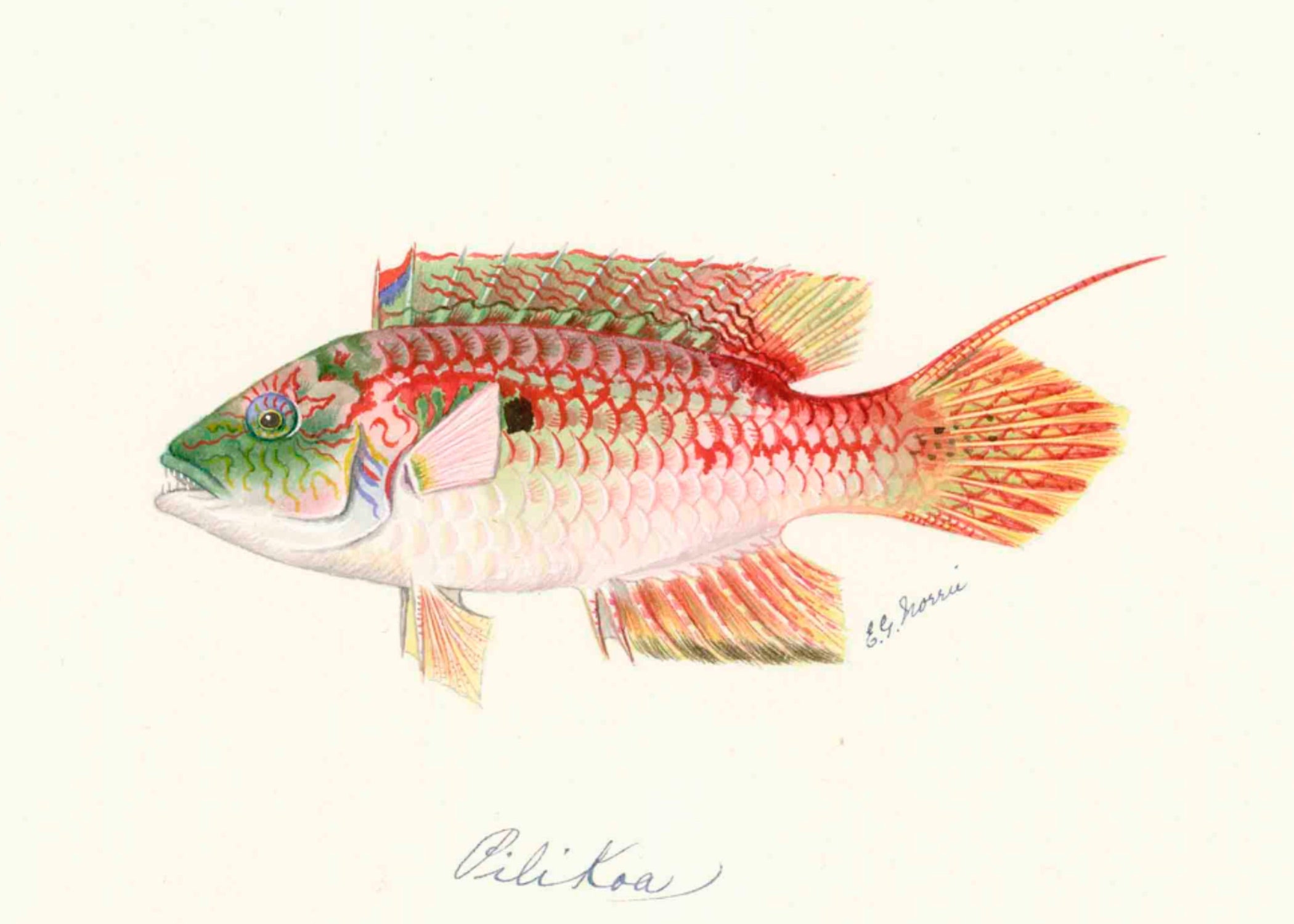 POLYNESIAN FISH 38