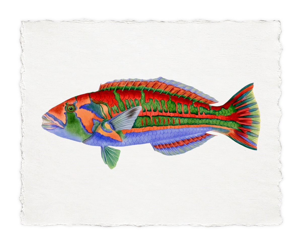 POLYNESIAN FISH 3