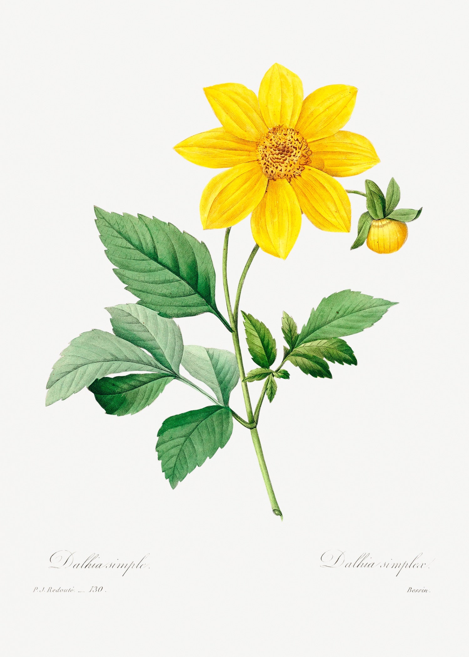 Pierre-Joseph Redouté 11