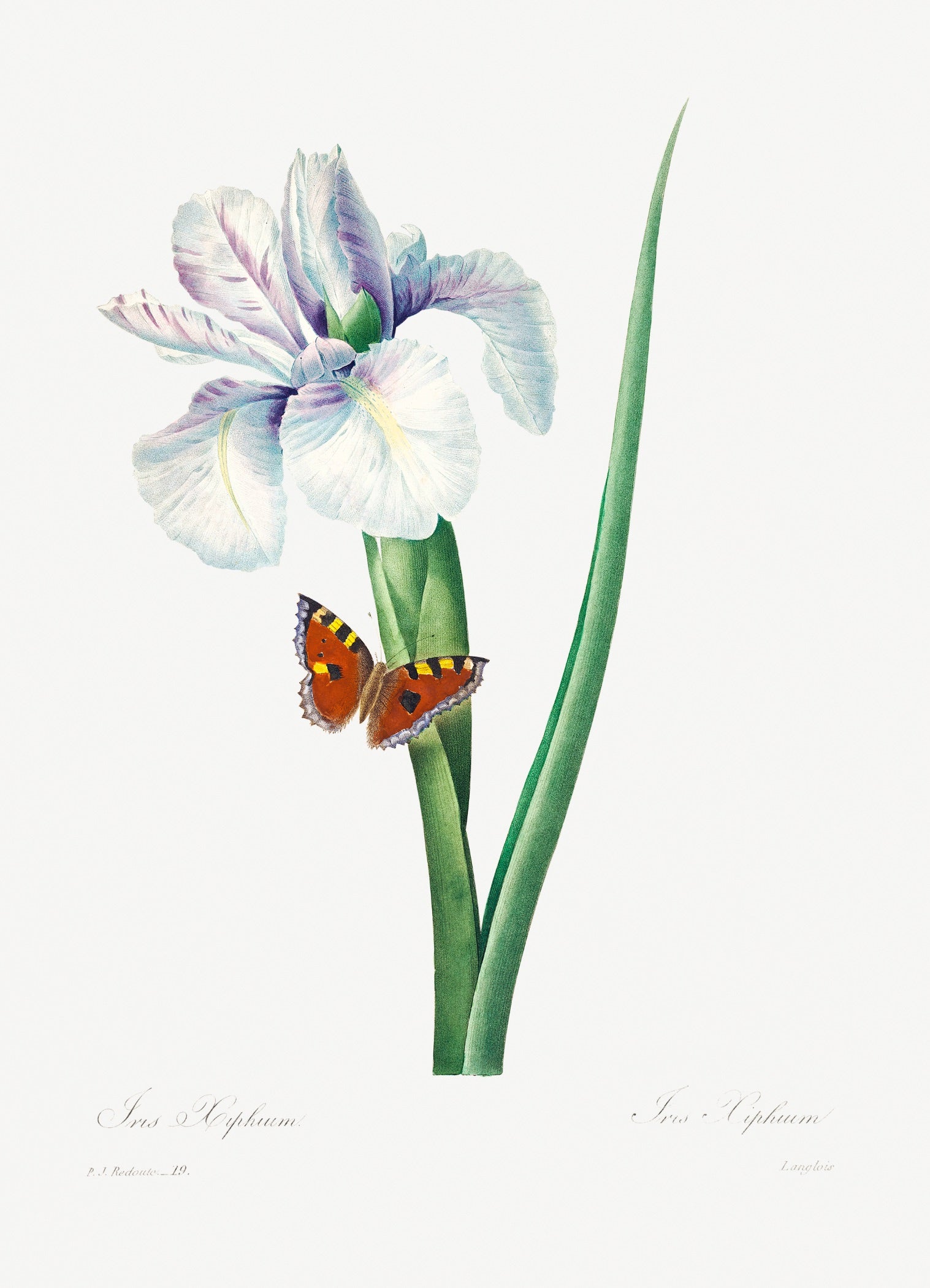 Pierre-Joseph Redouté 25