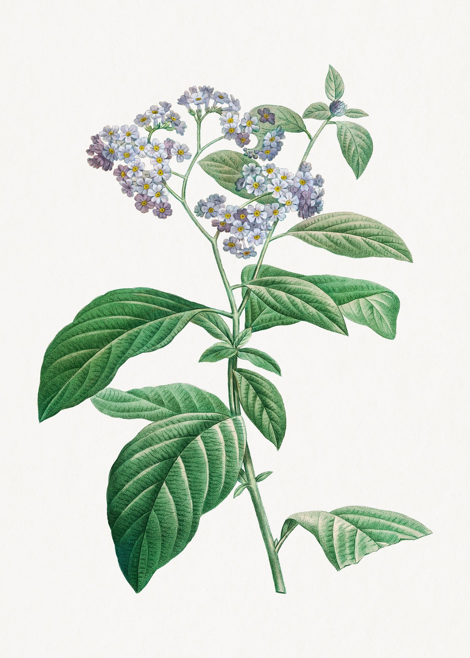 Pierre-Joseph Redouté 46