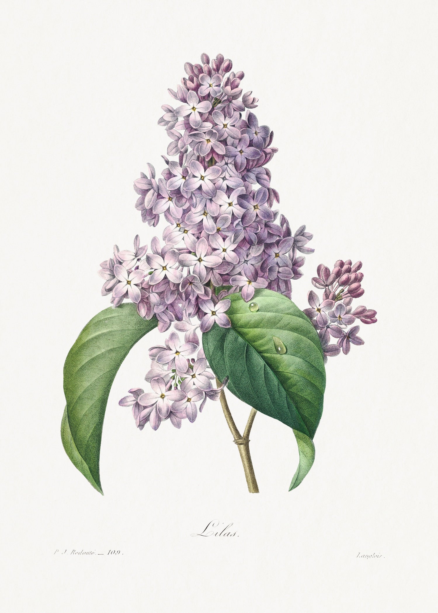 Pierre-Joseph Redouté 47