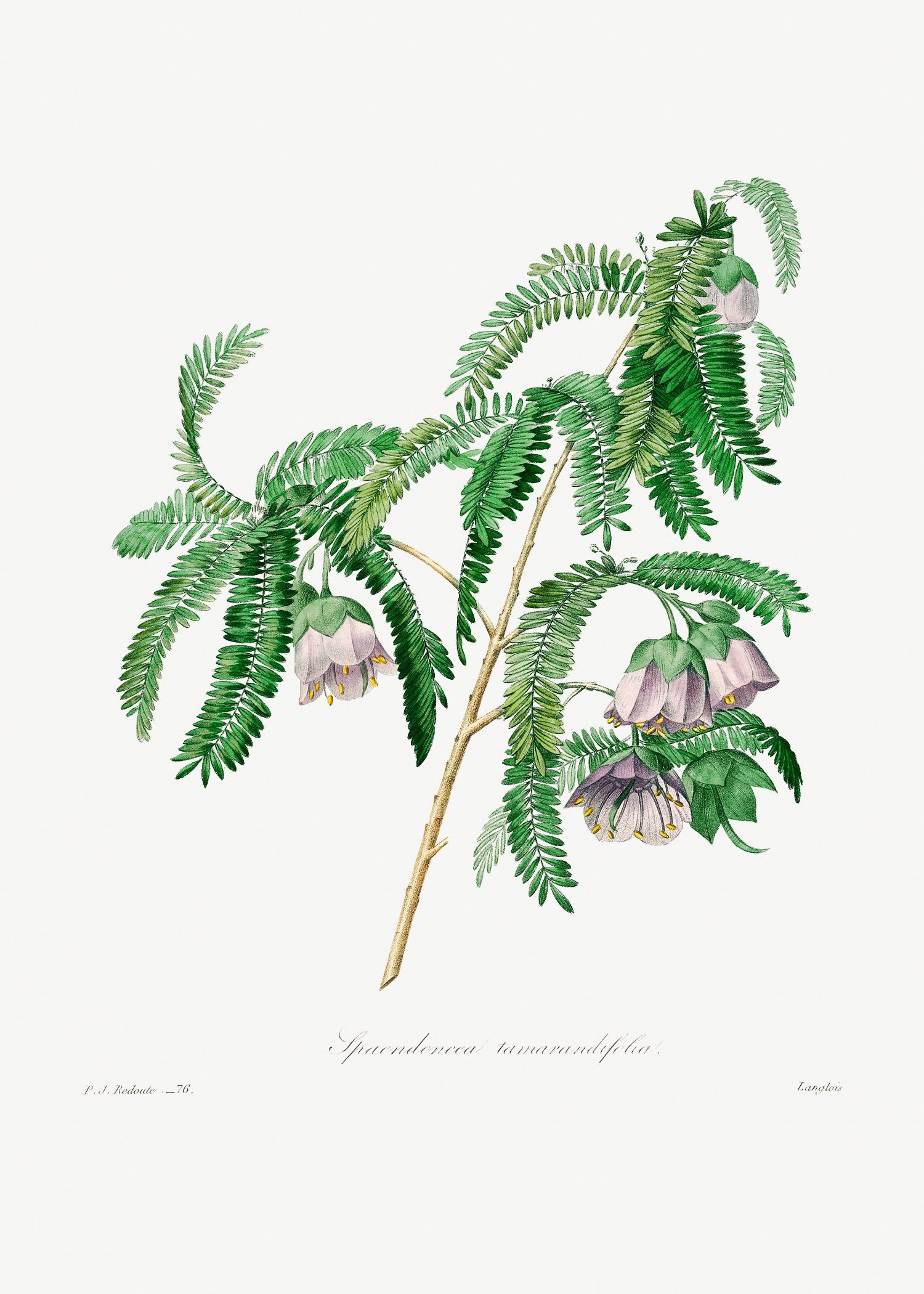 Pierre-Joseph Redouté 9