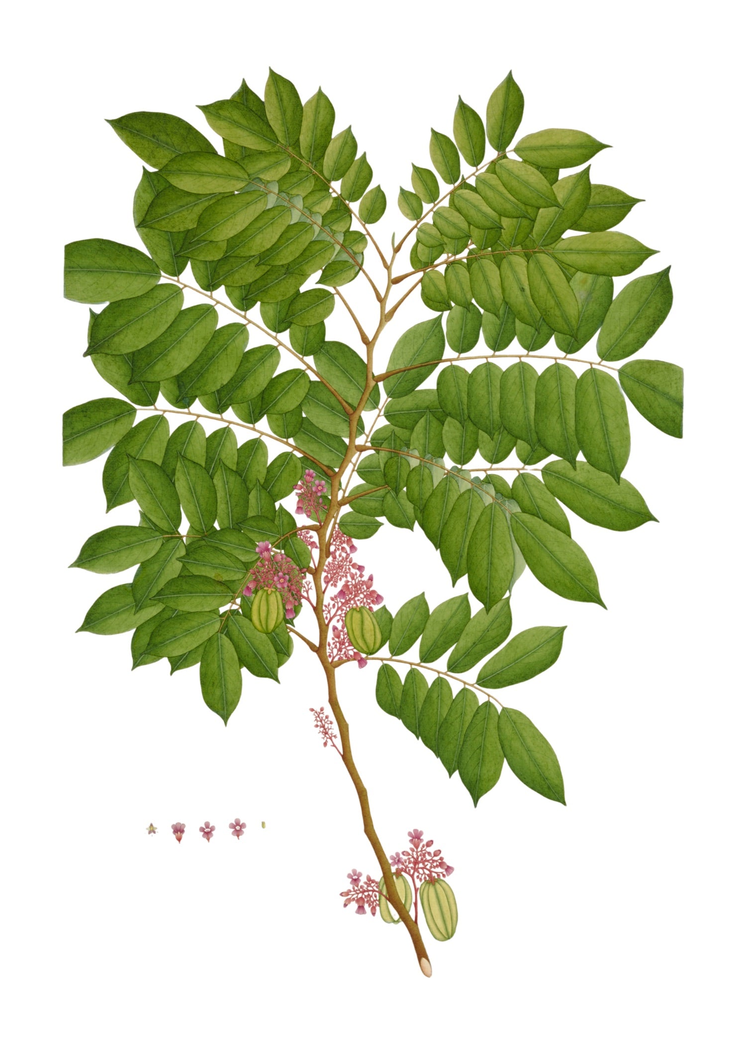 RAJ BOTANICAL 10