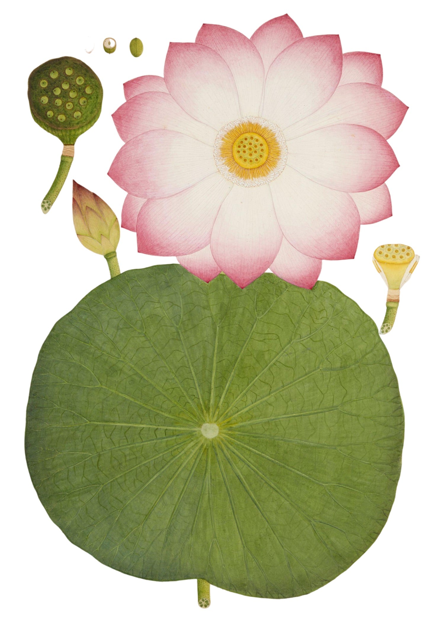 RAJ BOTANICAL 14