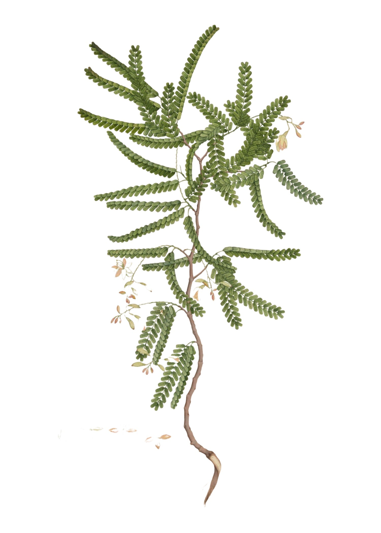 RAJ BOTANICAL 15