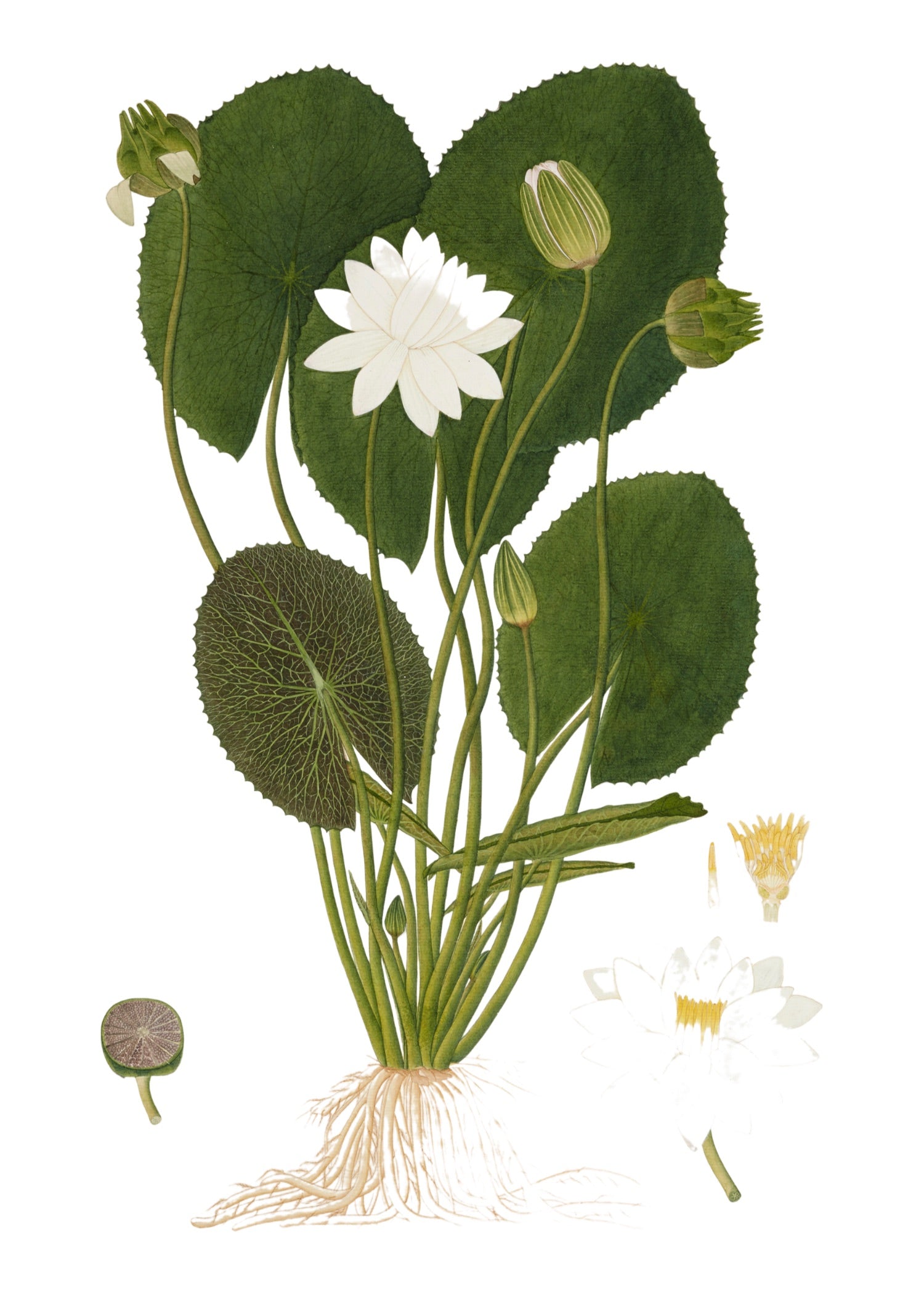 RAJ BOTANICAL 16