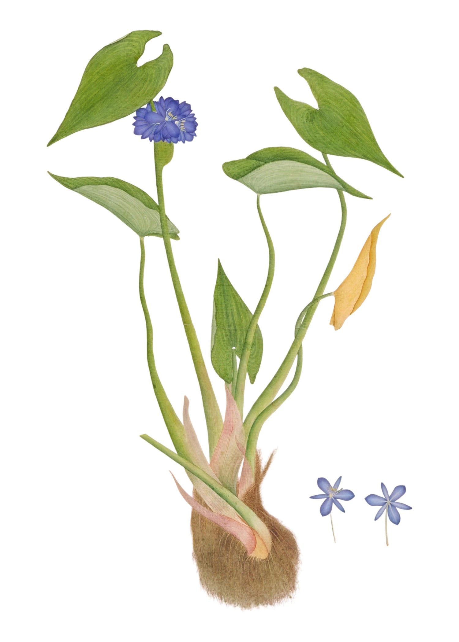 RAJ BOTANICAL 17