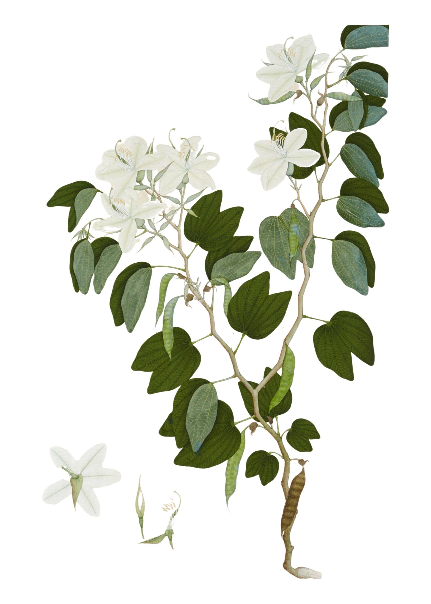 RAJ BOTANICAL 18