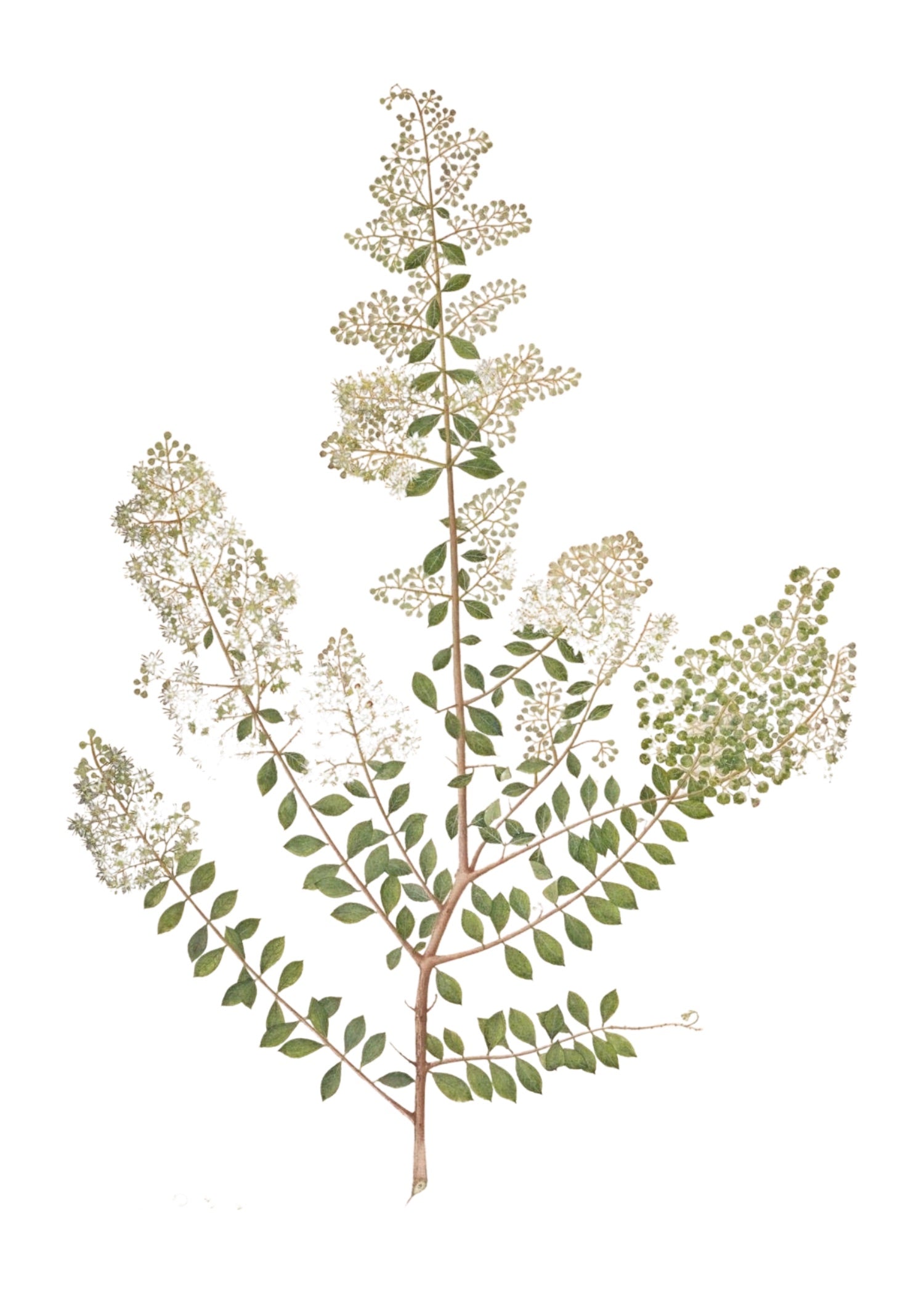 RAJ BOTANICAL 2