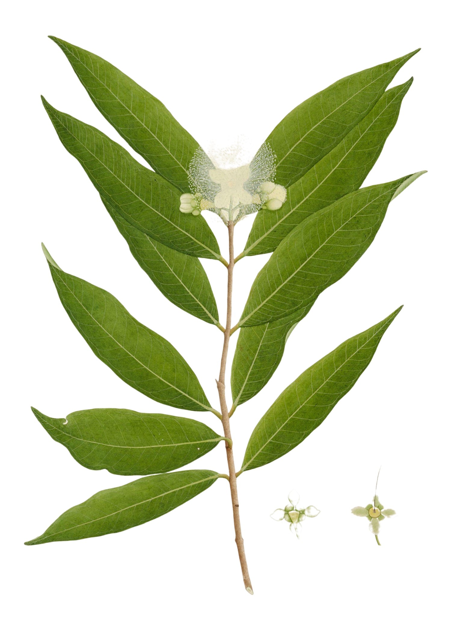RAJ BOTANICAL 21