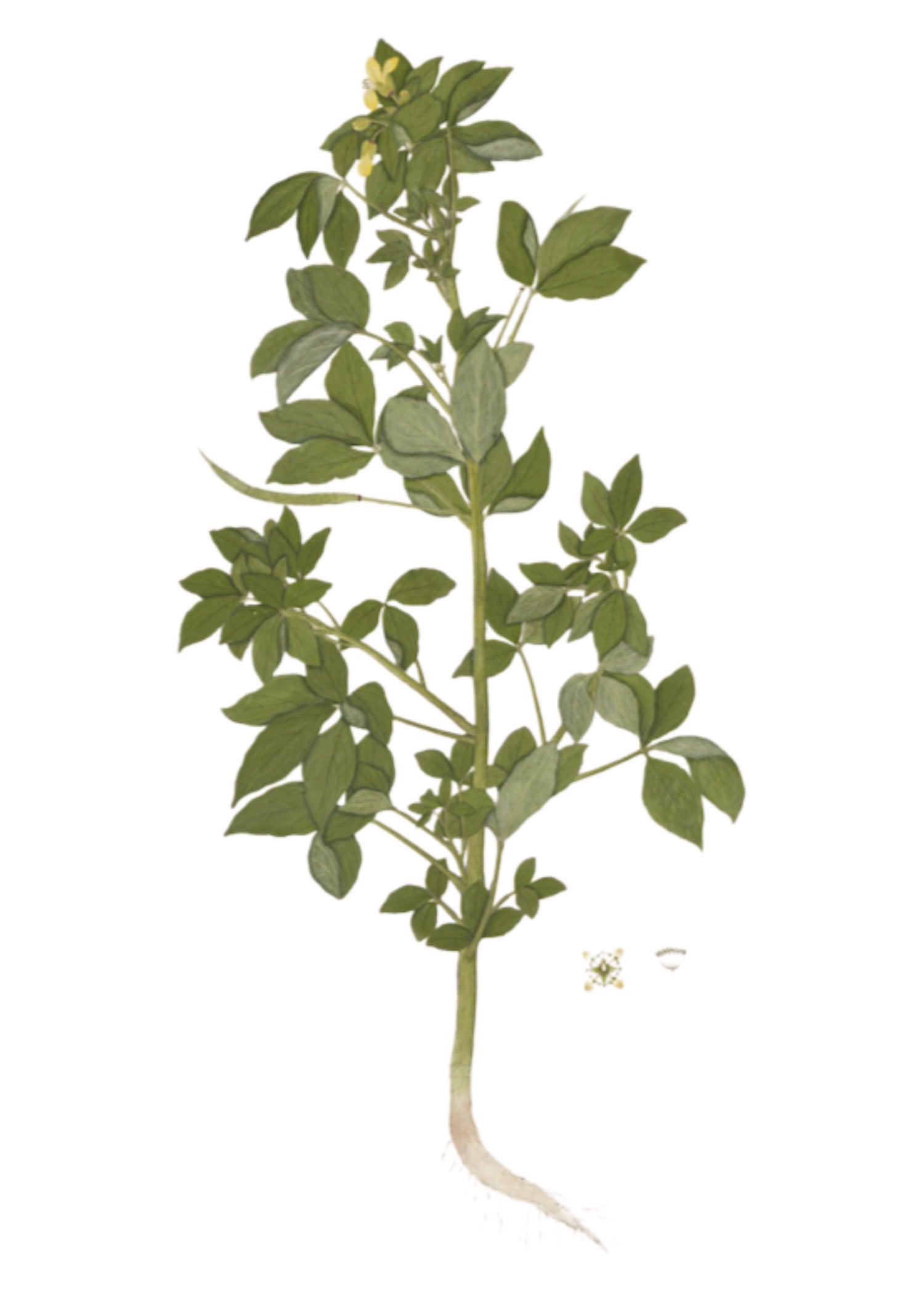 RAJ BOTANICAL 24