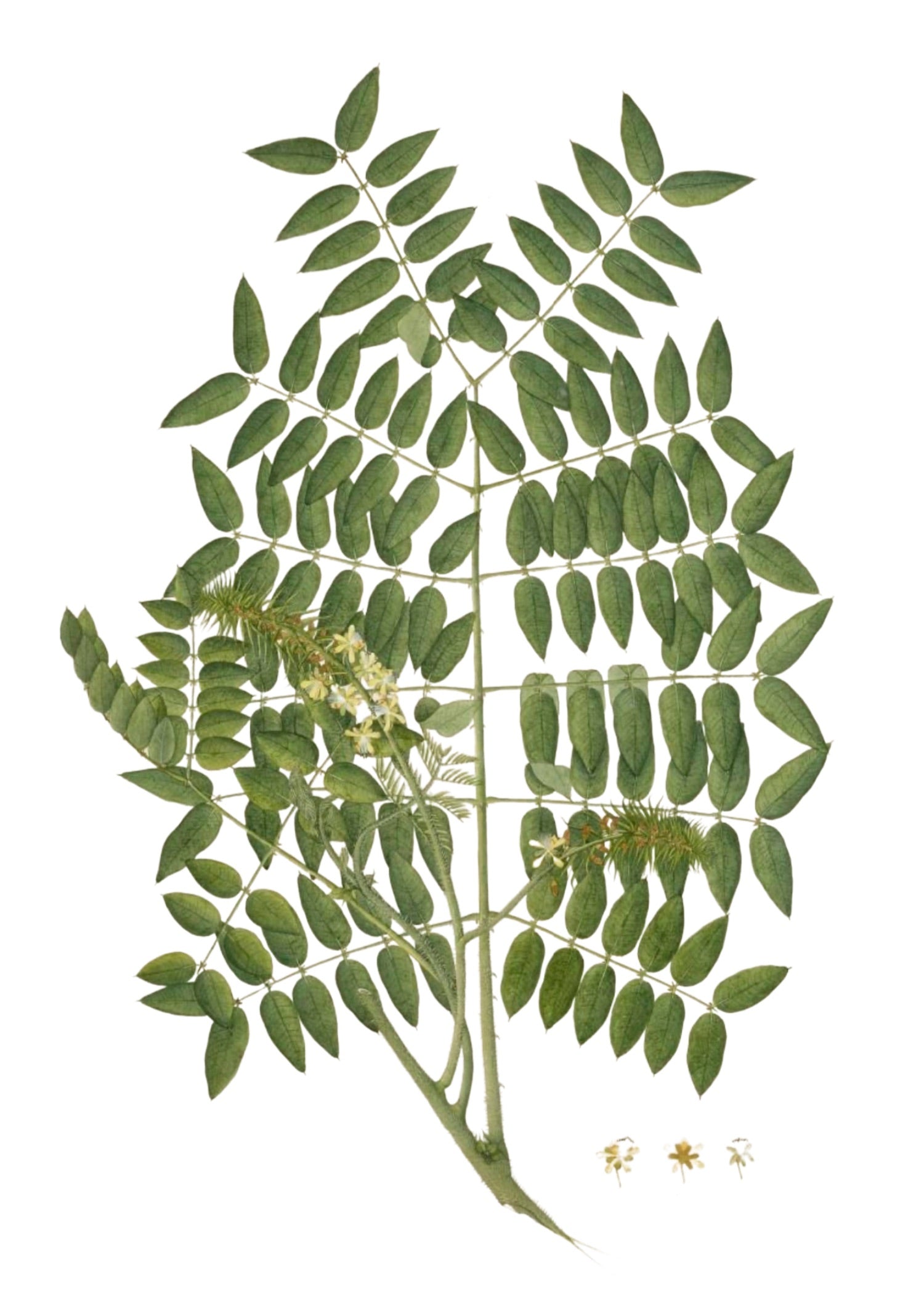 RAJ BOTANICAL 26