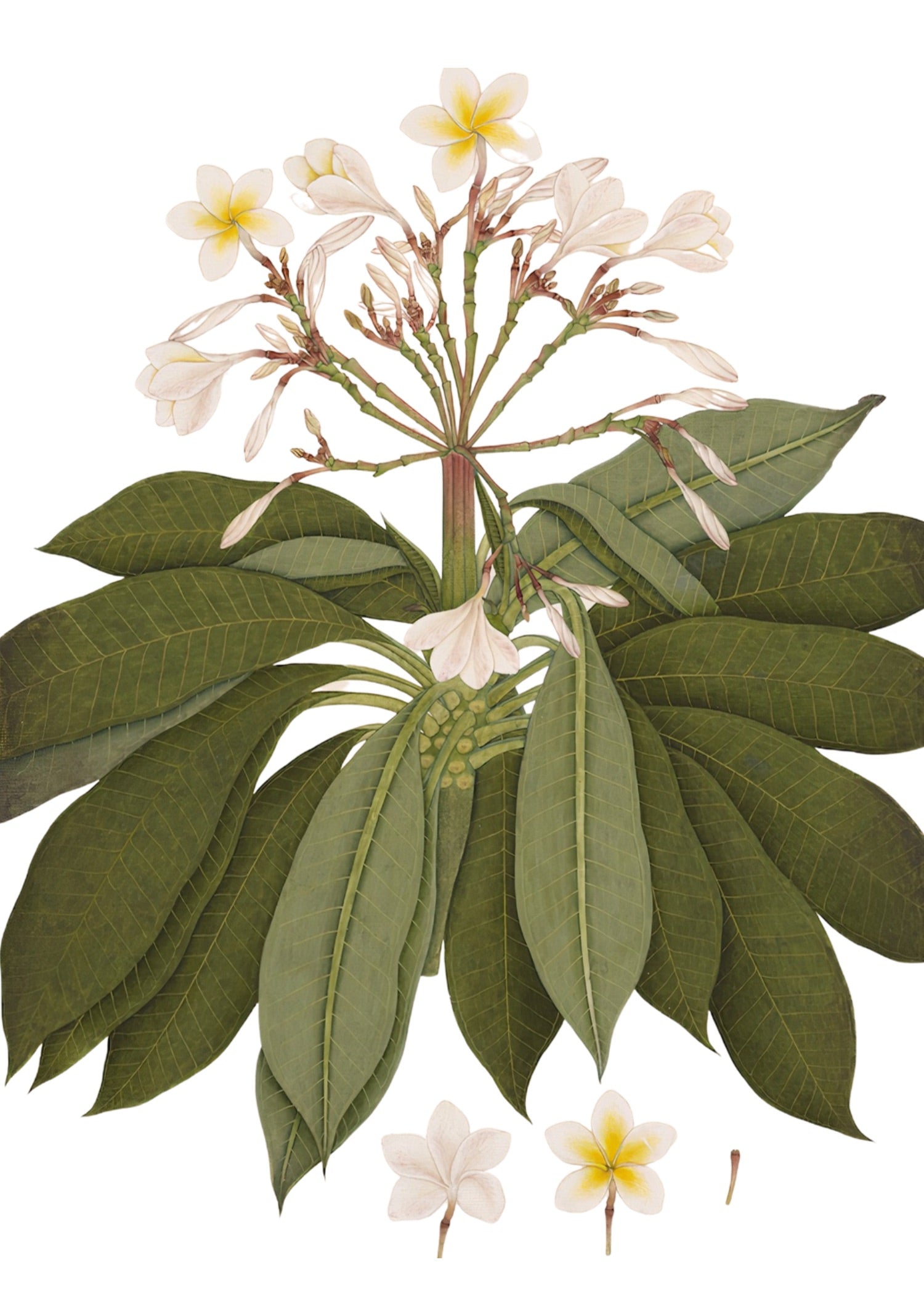 RAJ BOTANICAL 27