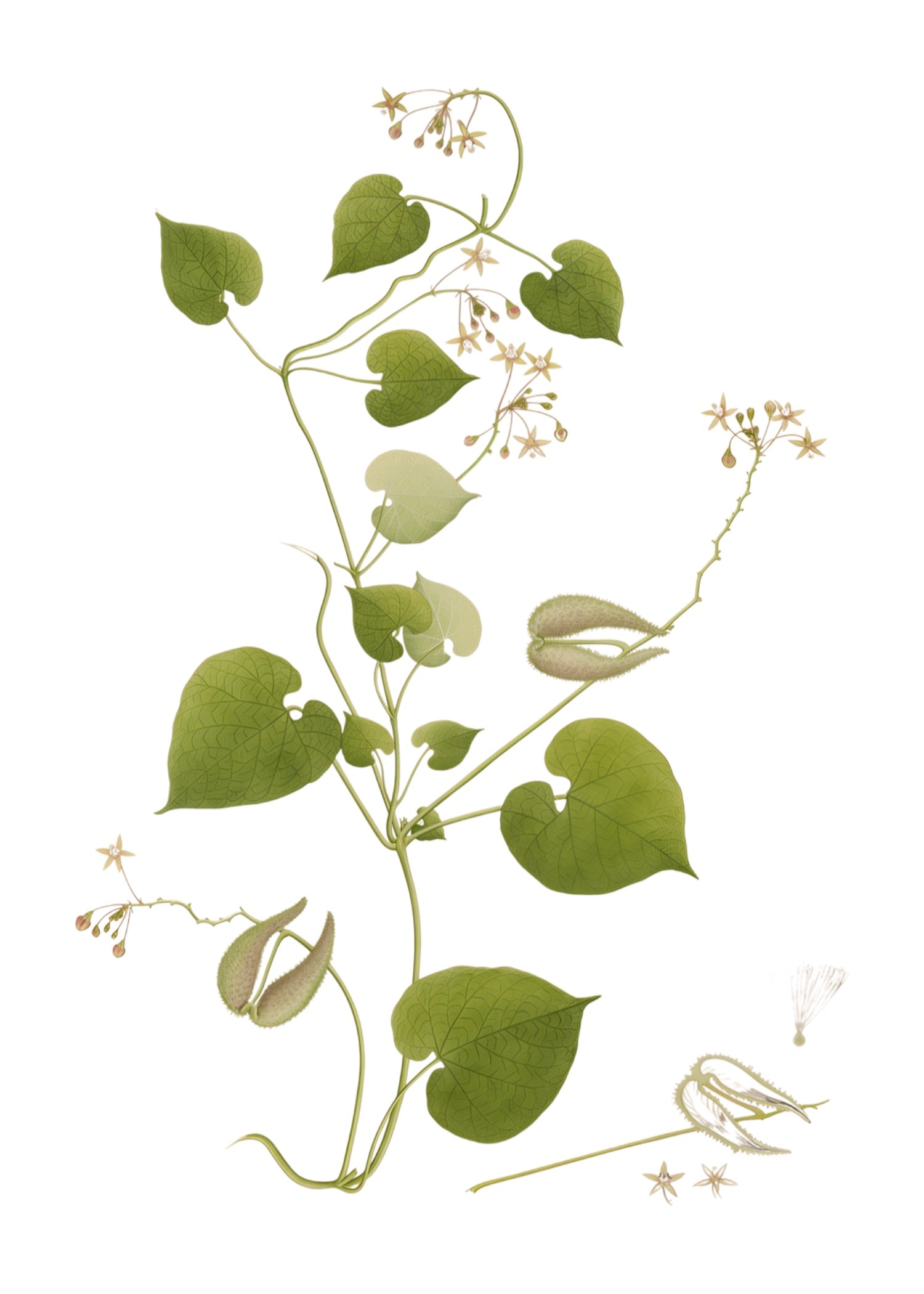 RAJ BOTANICAL 32
