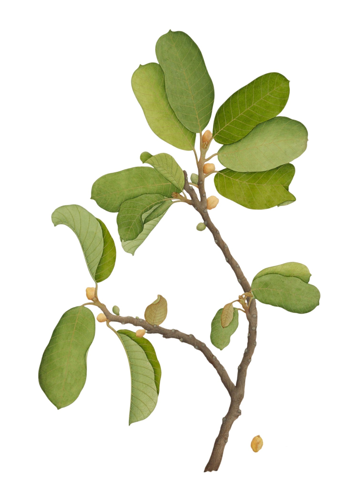RAJ BOTANICAL 5